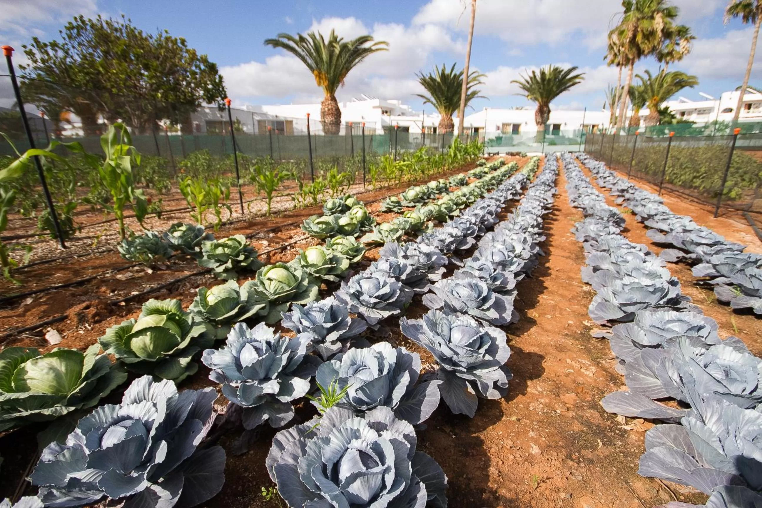 Garden in Hotel Floresta