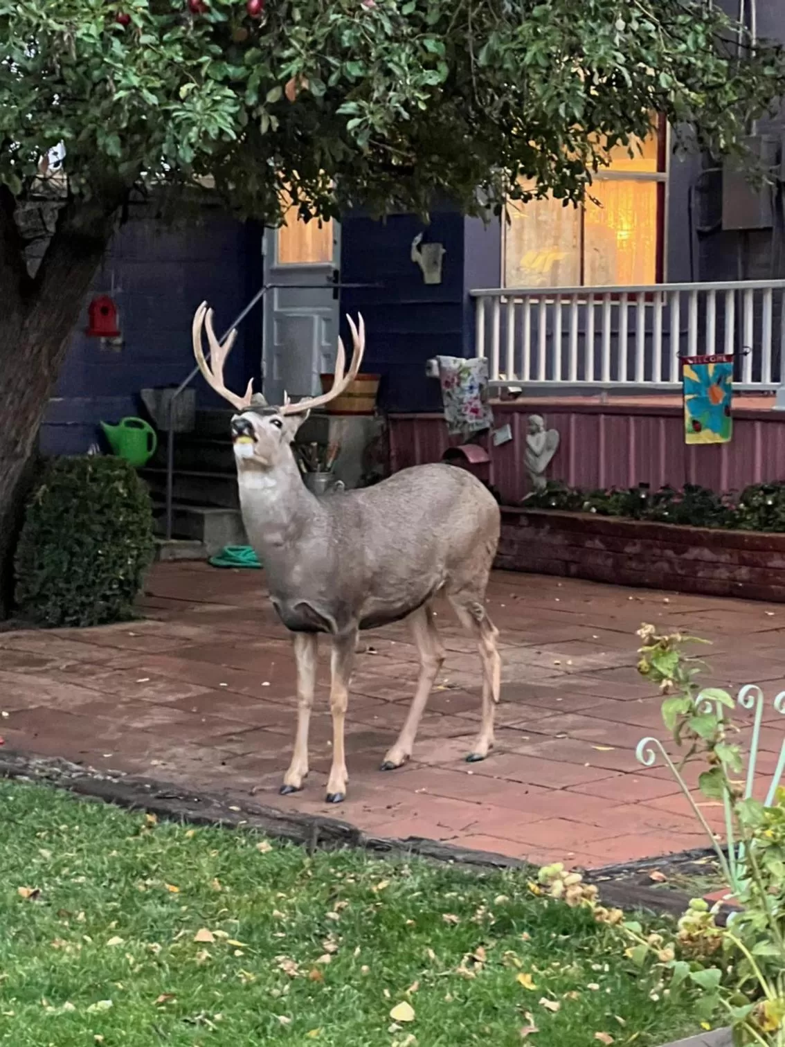 Garden in Heart's Desire Inn