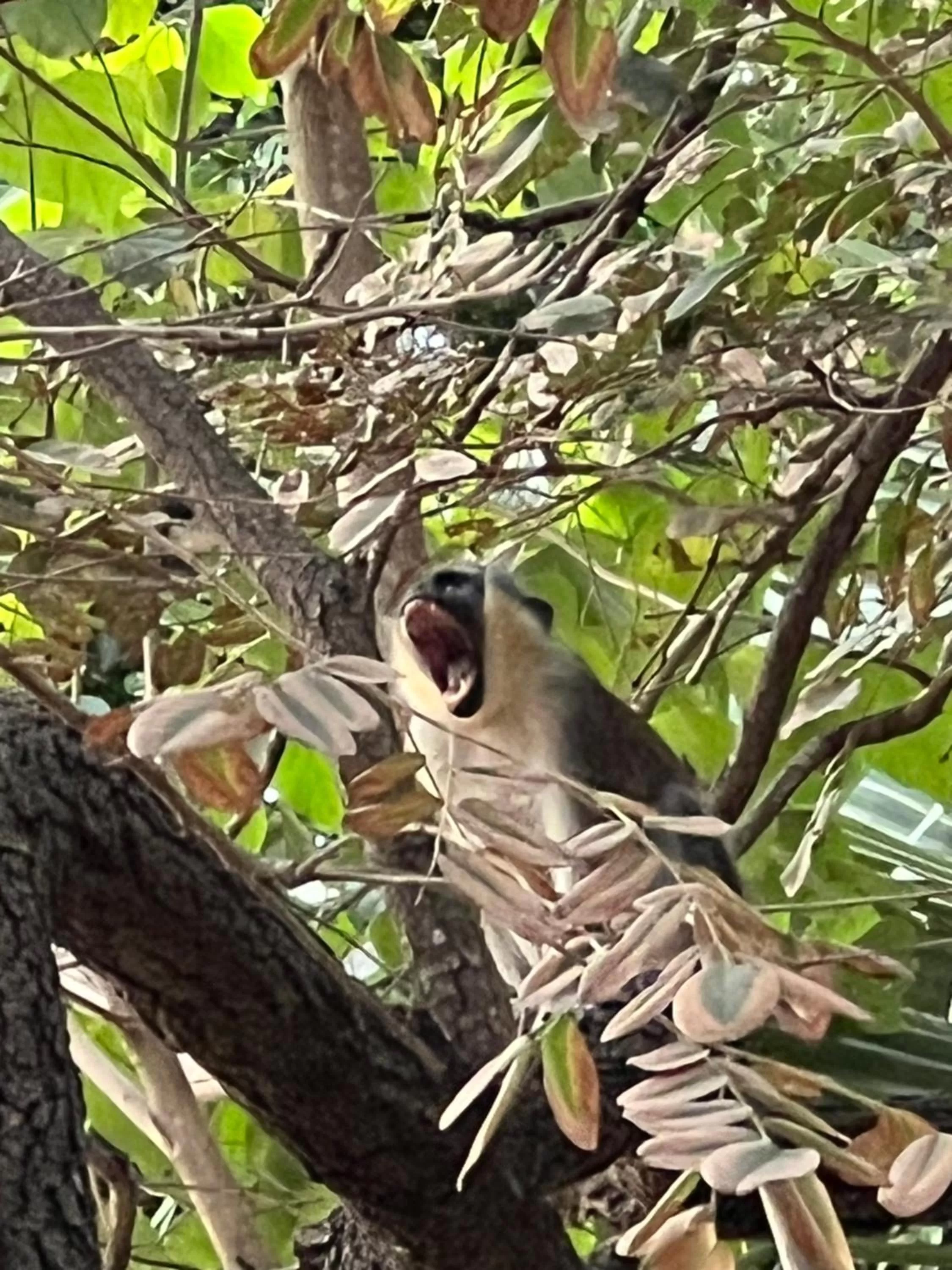 Animals in Nemasu Eco-lodge