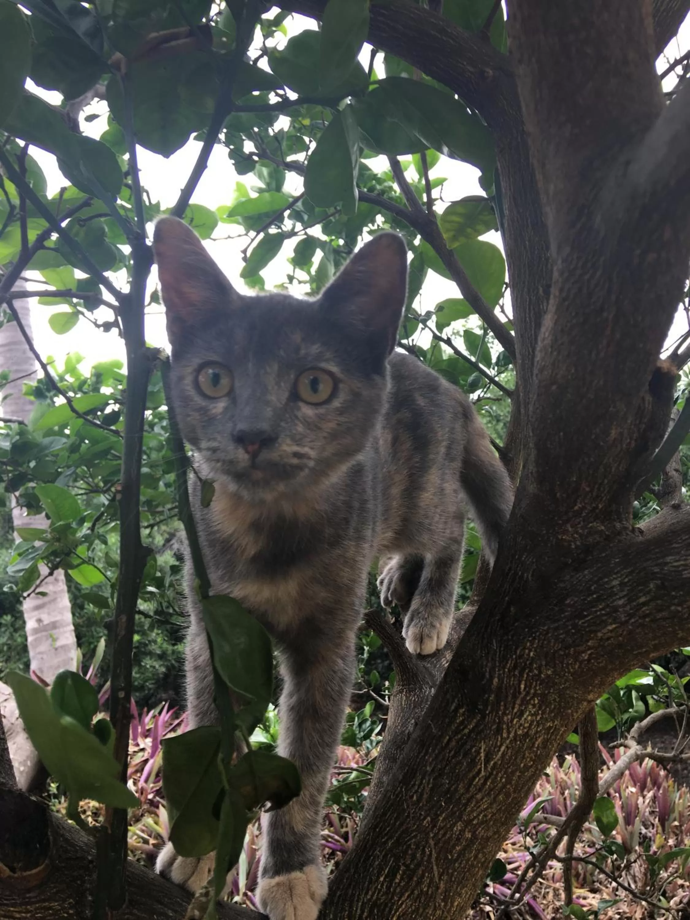 Pets in Kona Bayview Inn