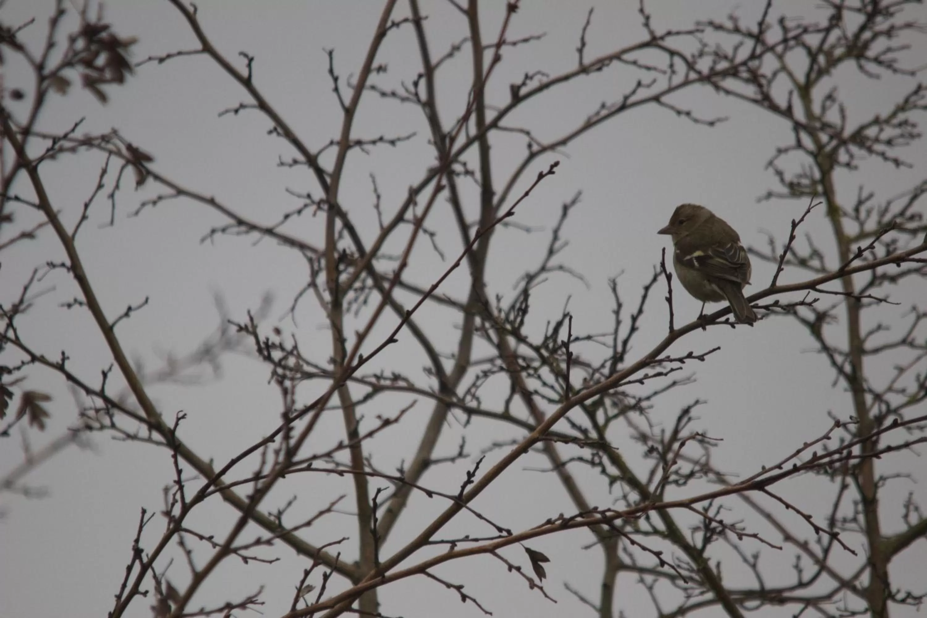 Garden in La Charentine