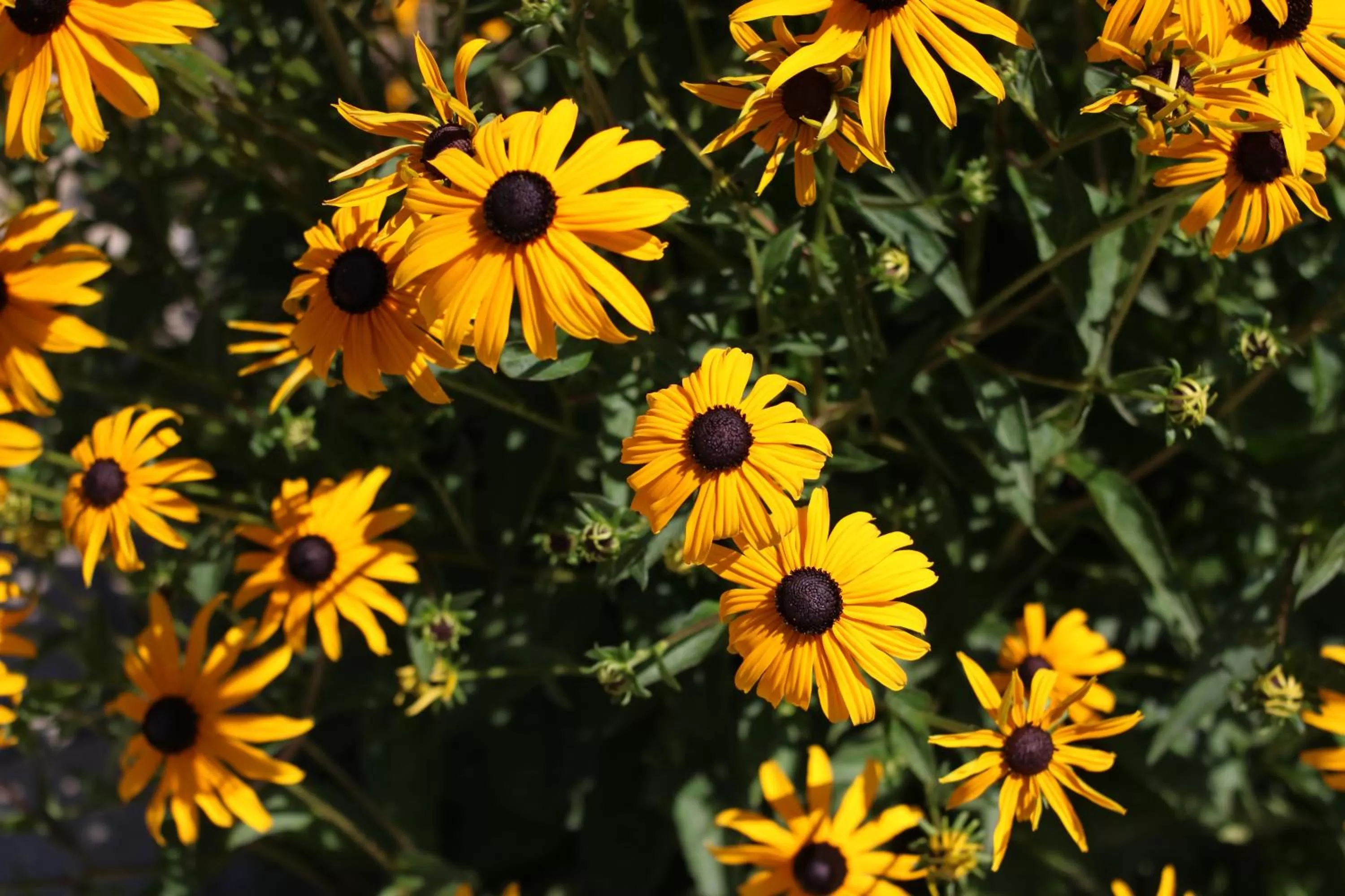 Garden view in La Bastide Bed and Breakfast