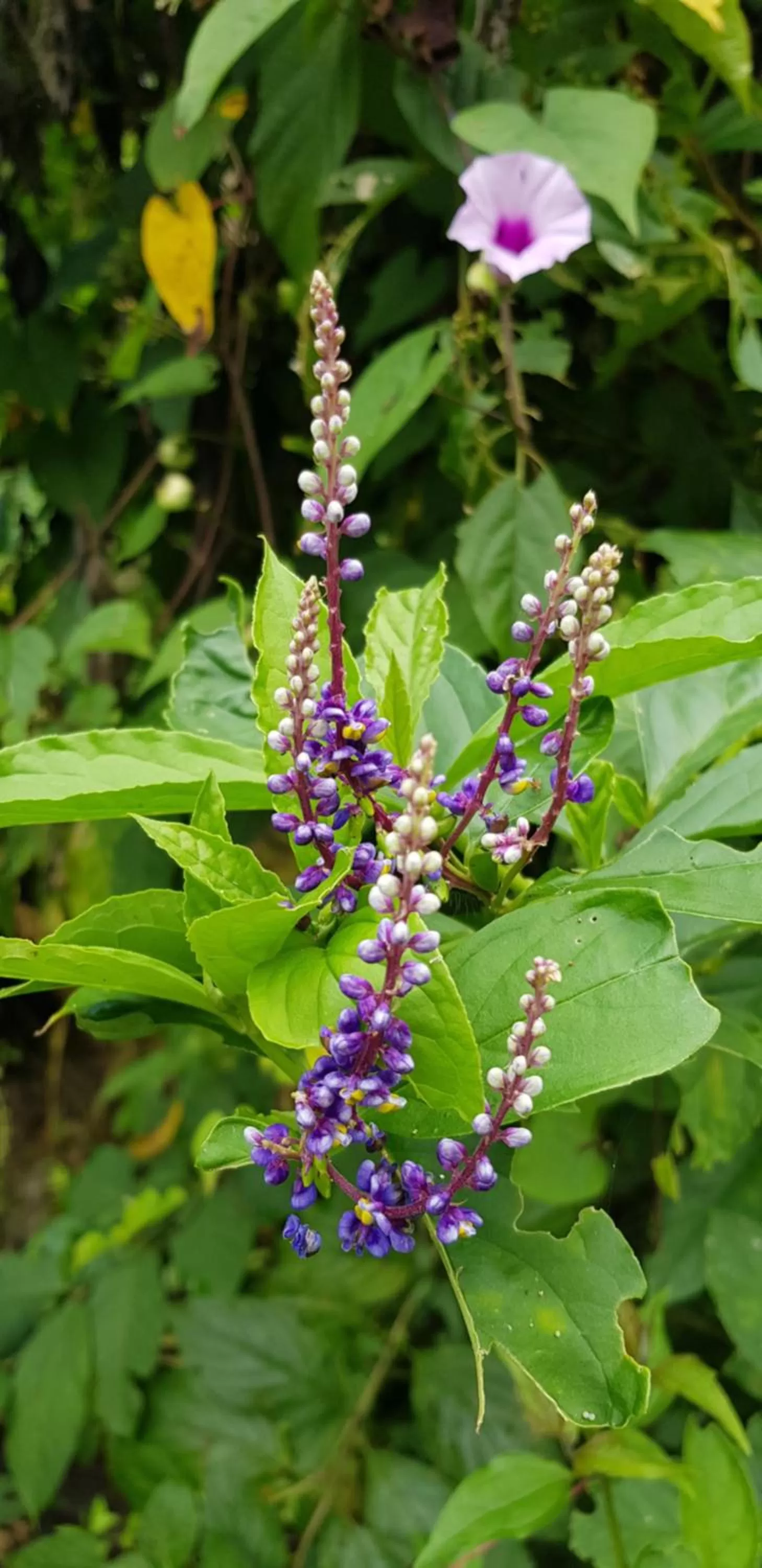 Garden in Hotel Rivel - Adventure & Nature Retreat