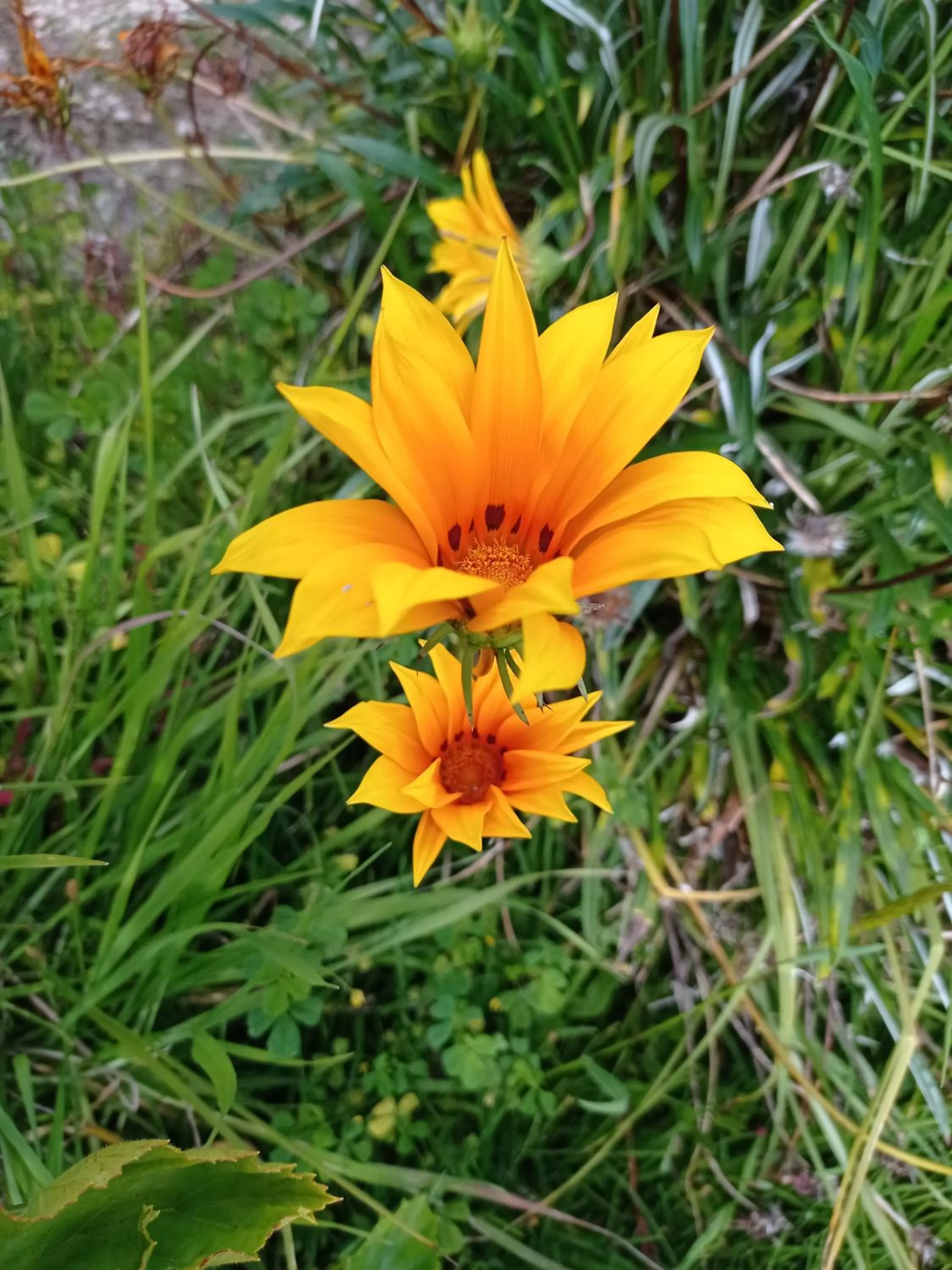 Hotel Refugio Pozo Azul