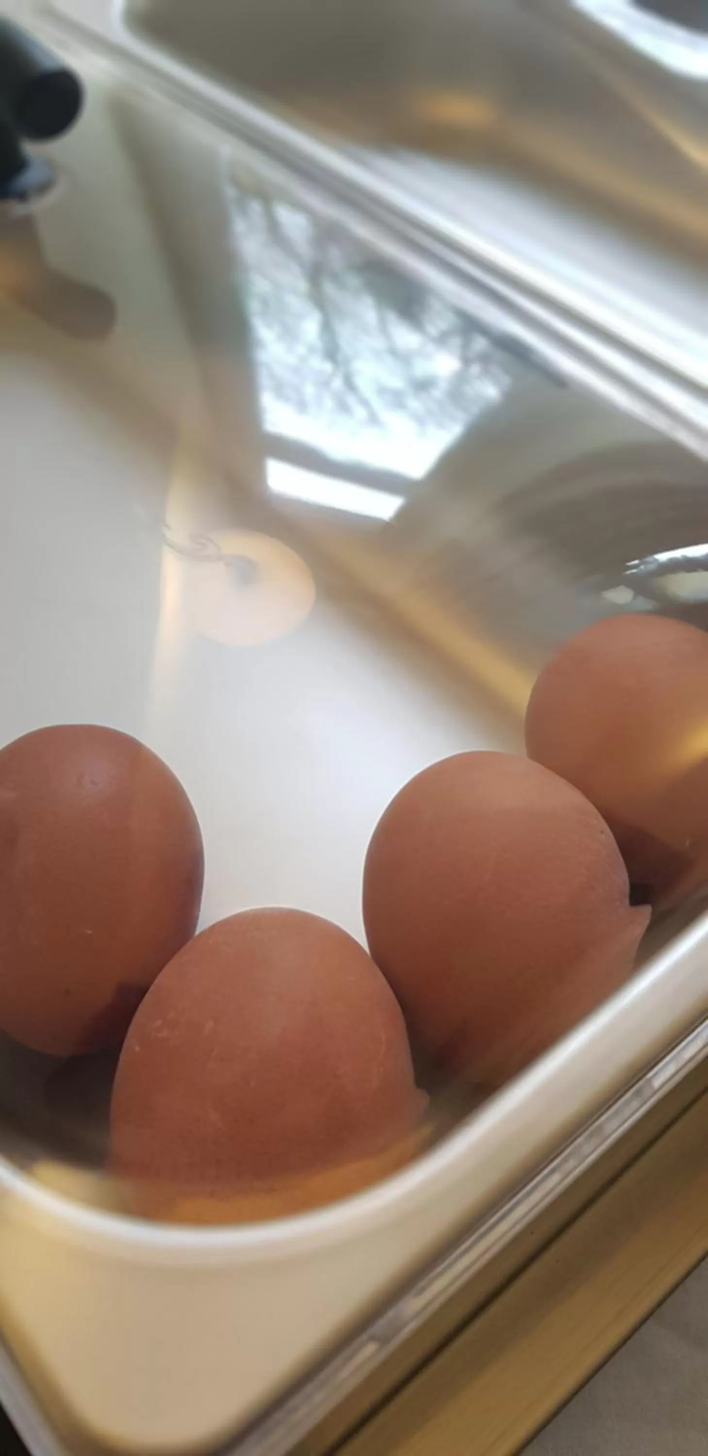 Food and drinks in Hotel Altberesinchen