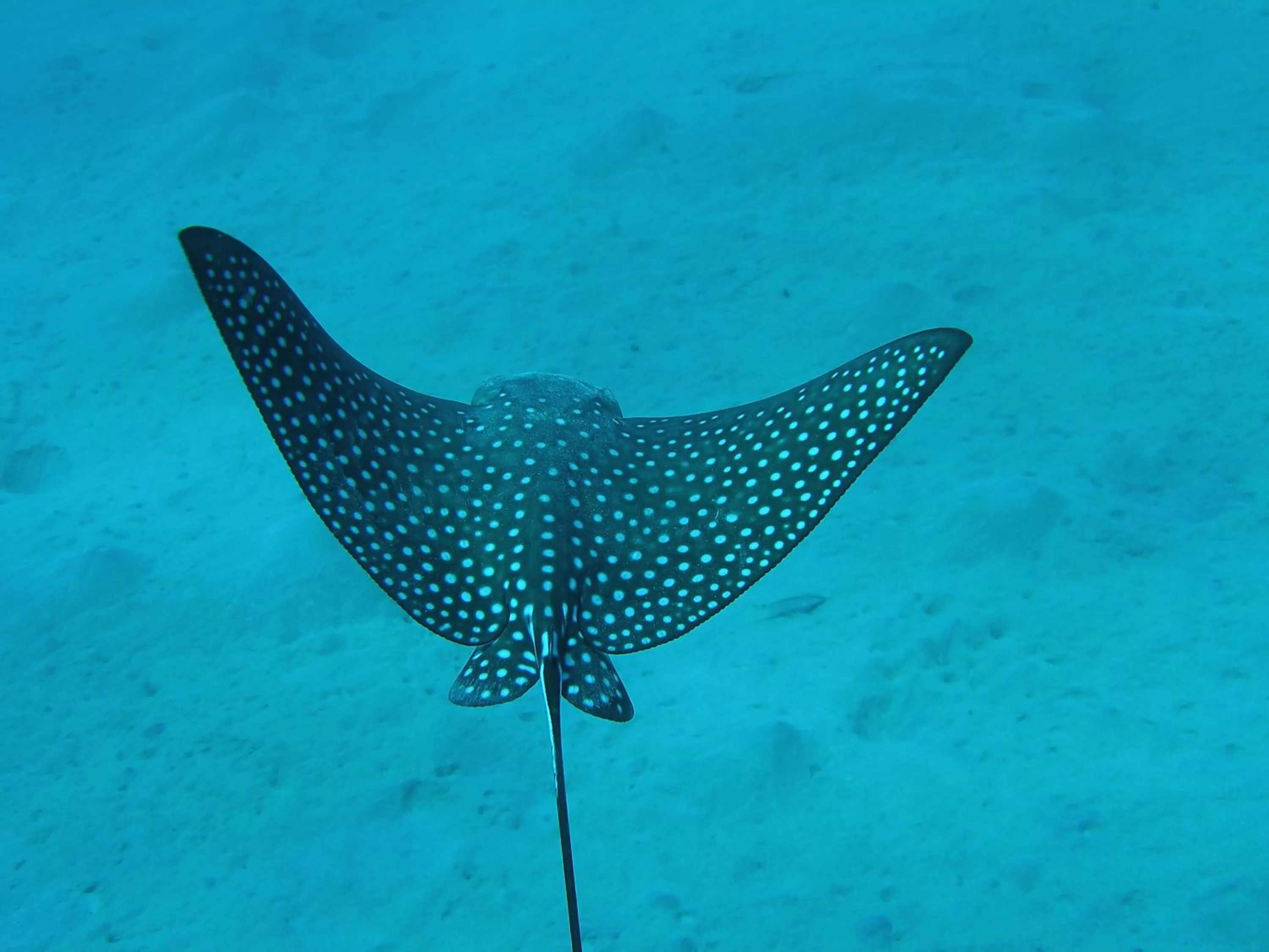 Animals in Coral Sun Beach