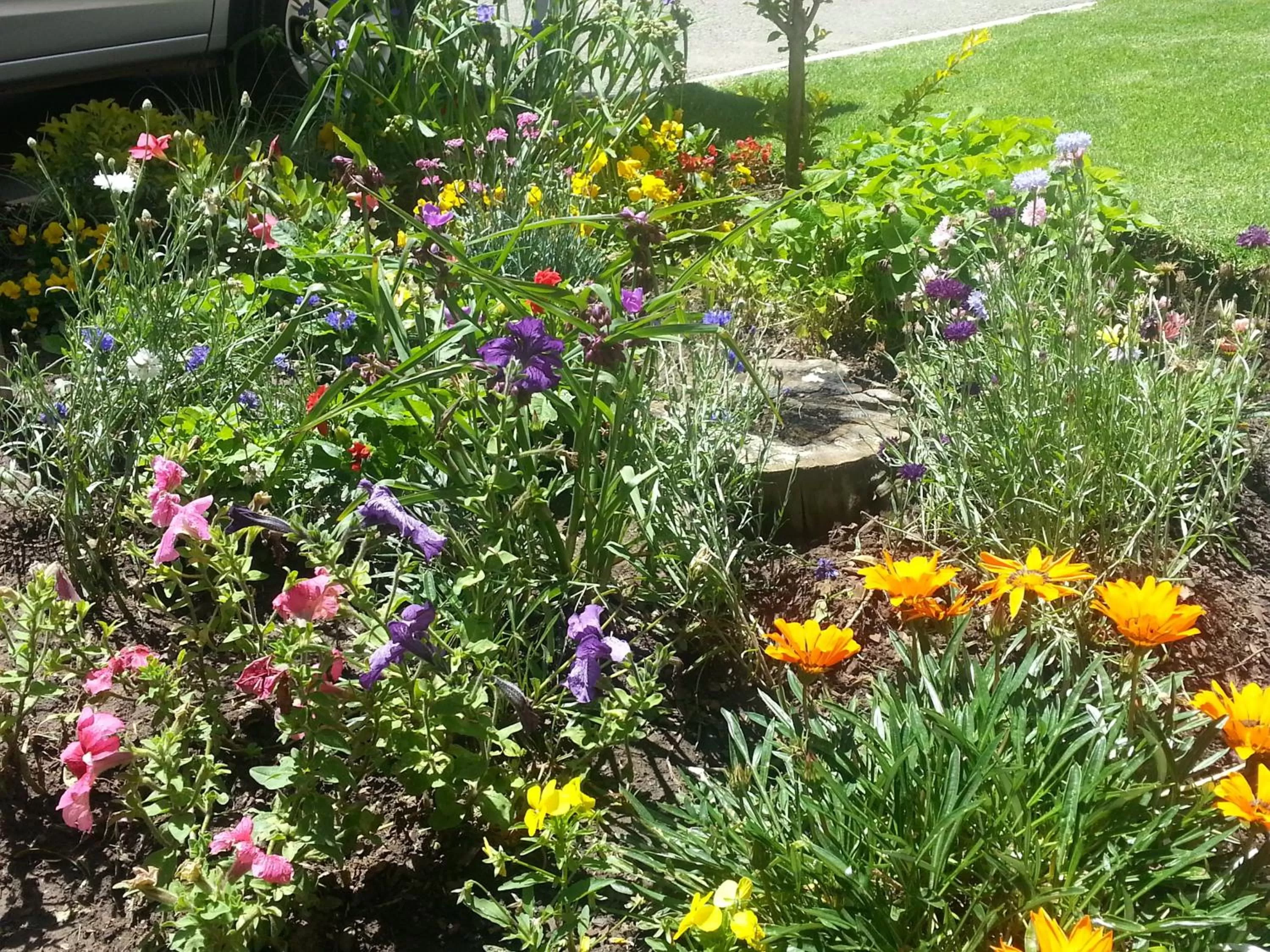 Garden in Majestic Guesthouse