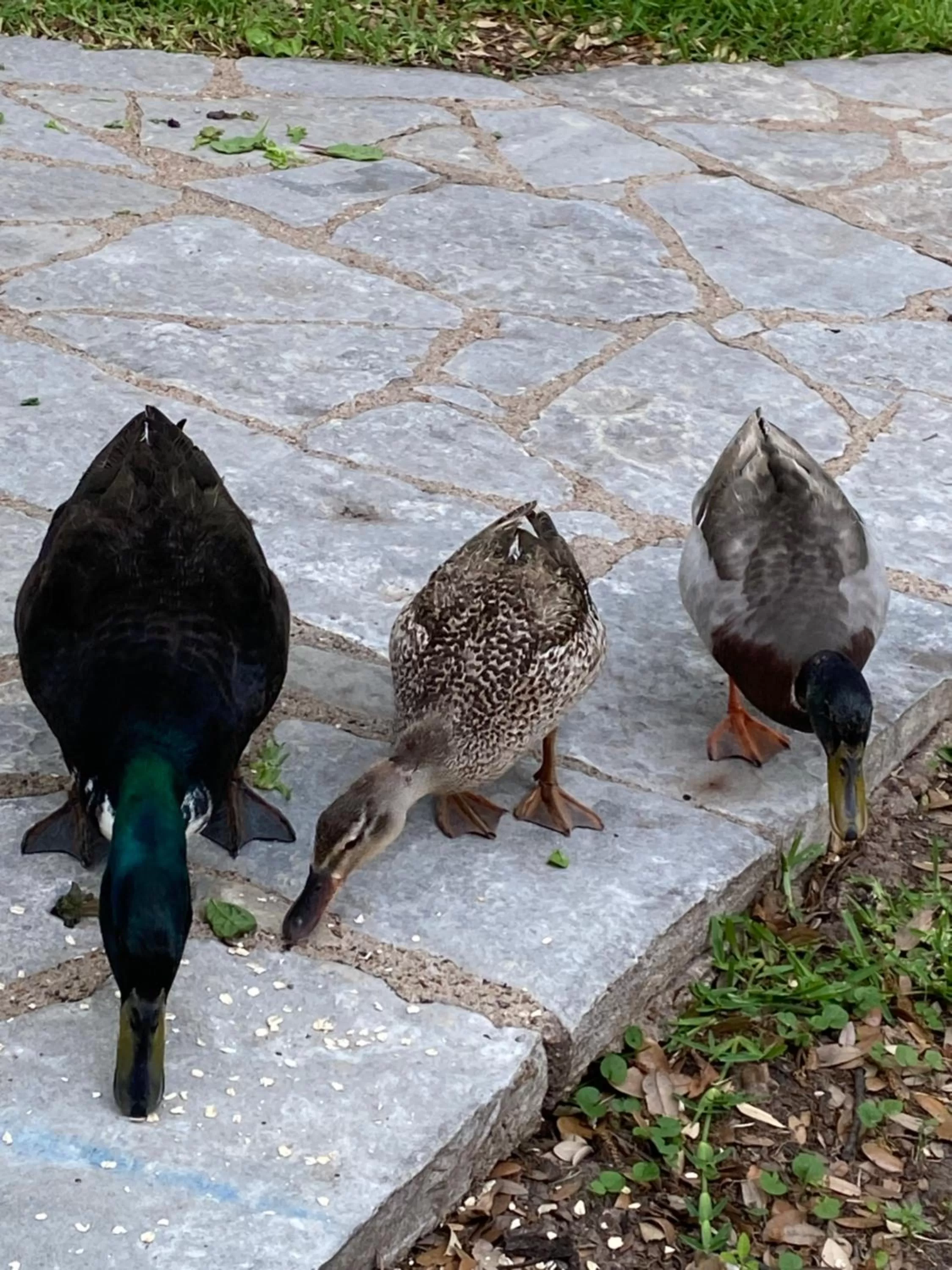 Animals in Inn On The River