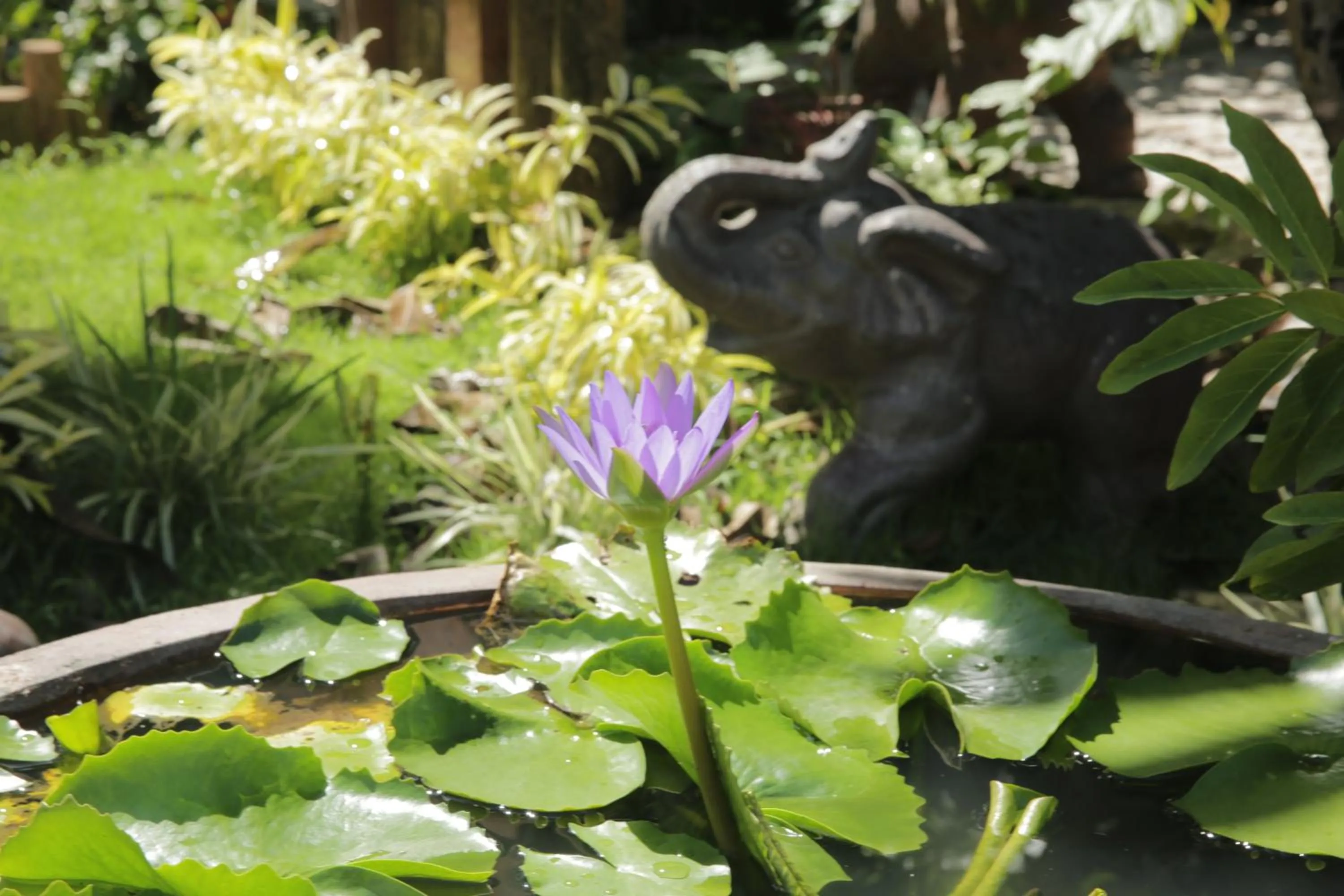 Garden in Vela Phu Quoc Resort