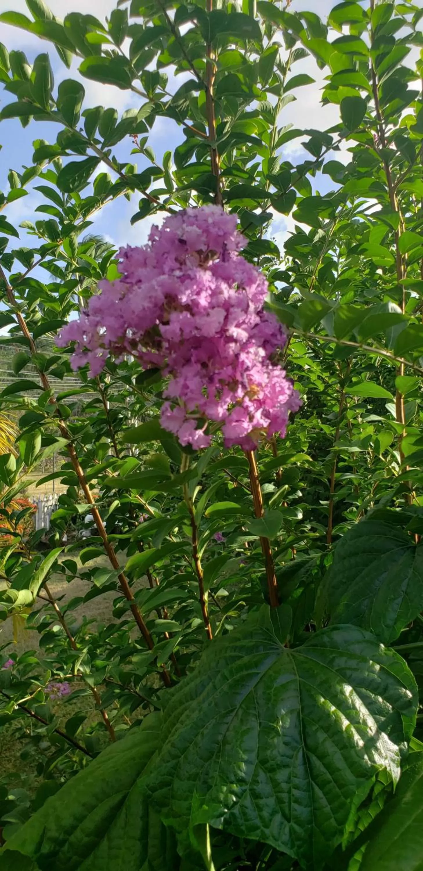 Garden in Starfish Tobago
