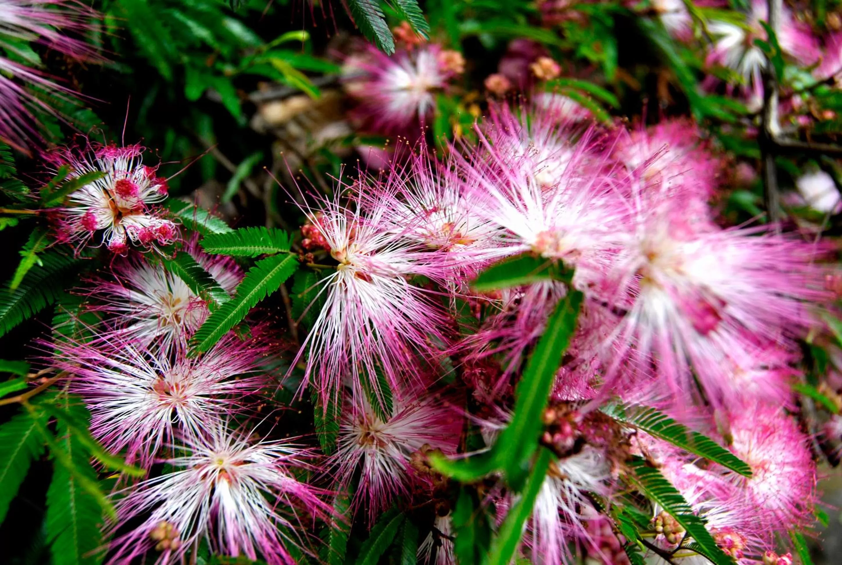 Garden in Birch Tree Cottage