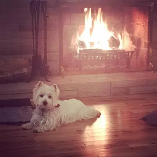 Pets in Abide Within Bed & Breakfast