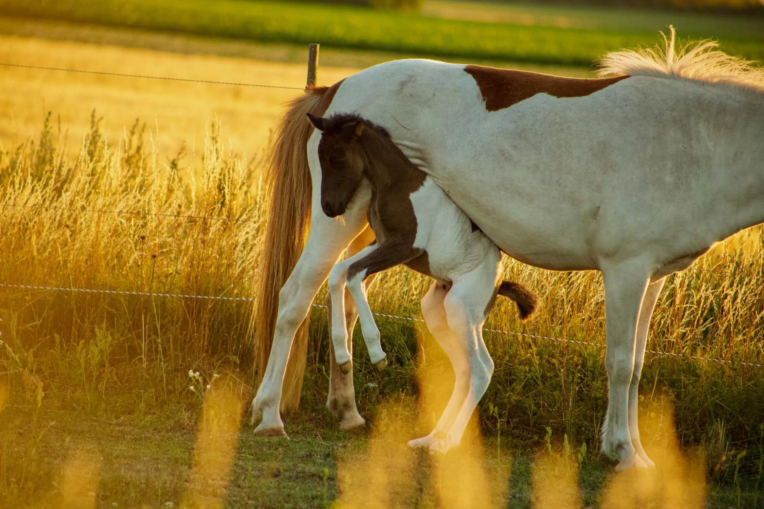 Ölands Yoga Studio & Islandshästar, Stugor & Rum