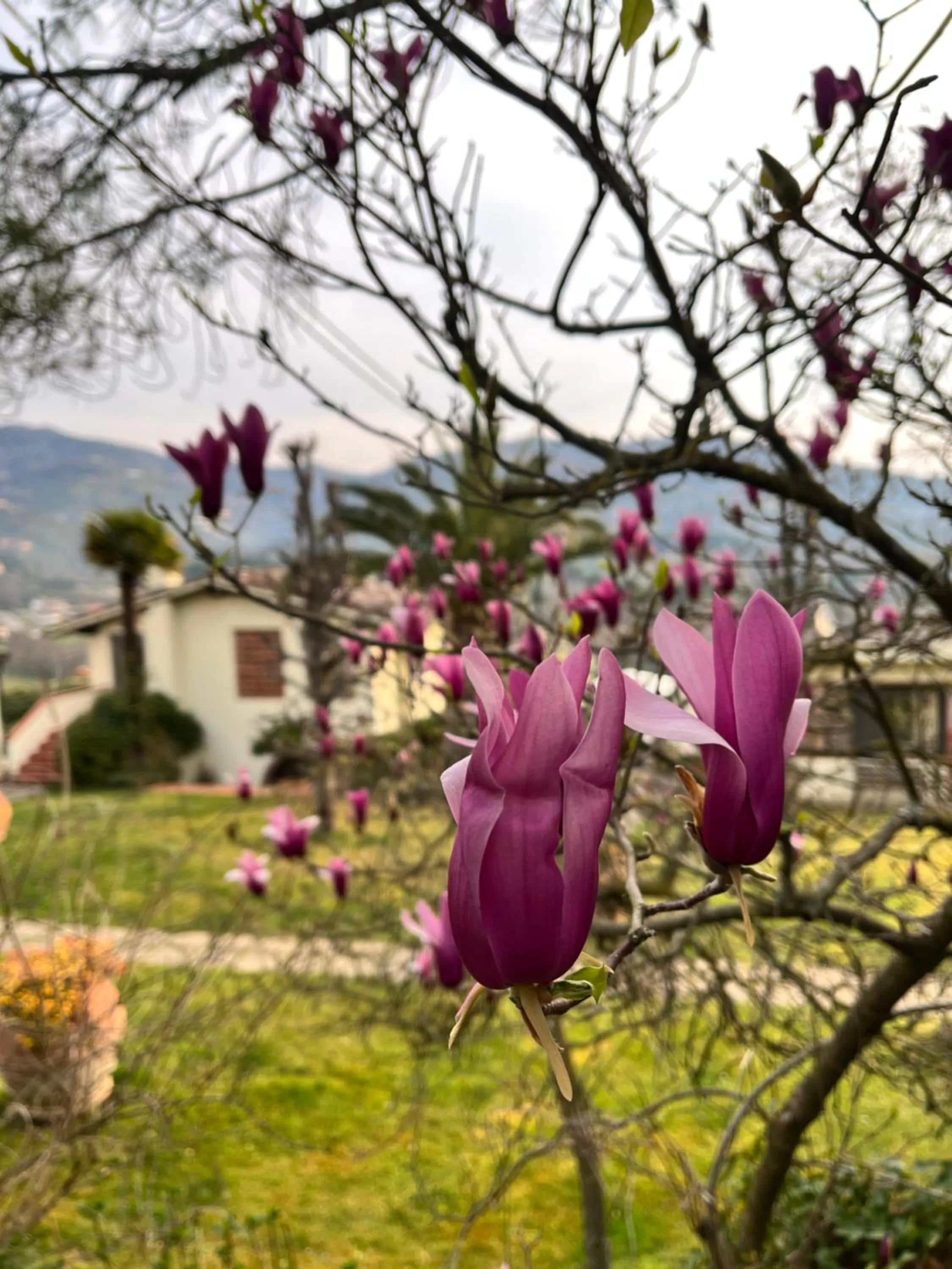 Garden in Casa del Pino