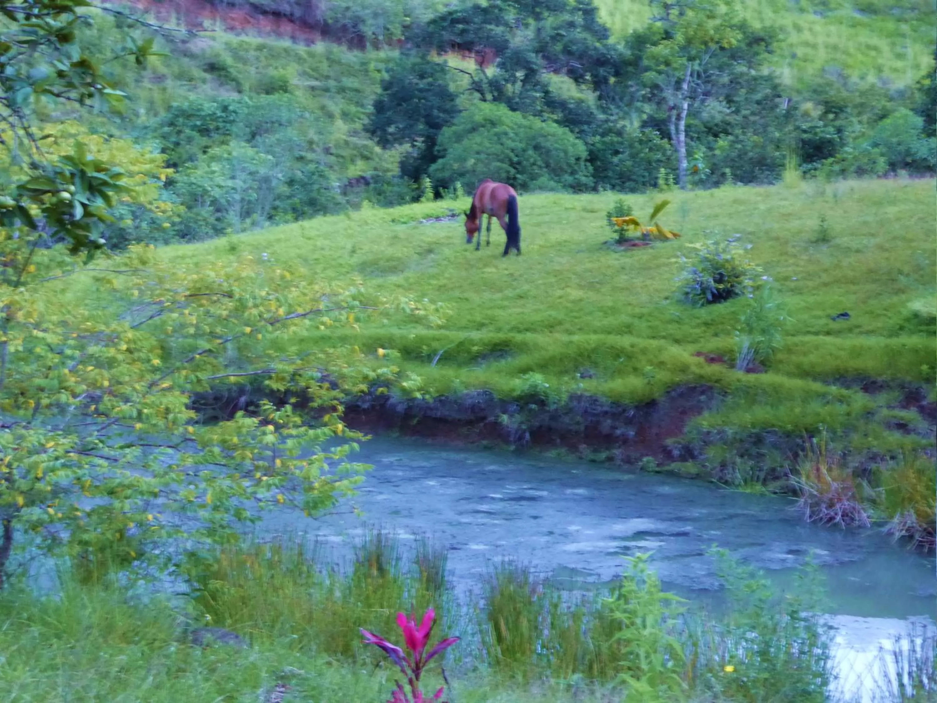 Pets, Garden in Finca El Cielo
