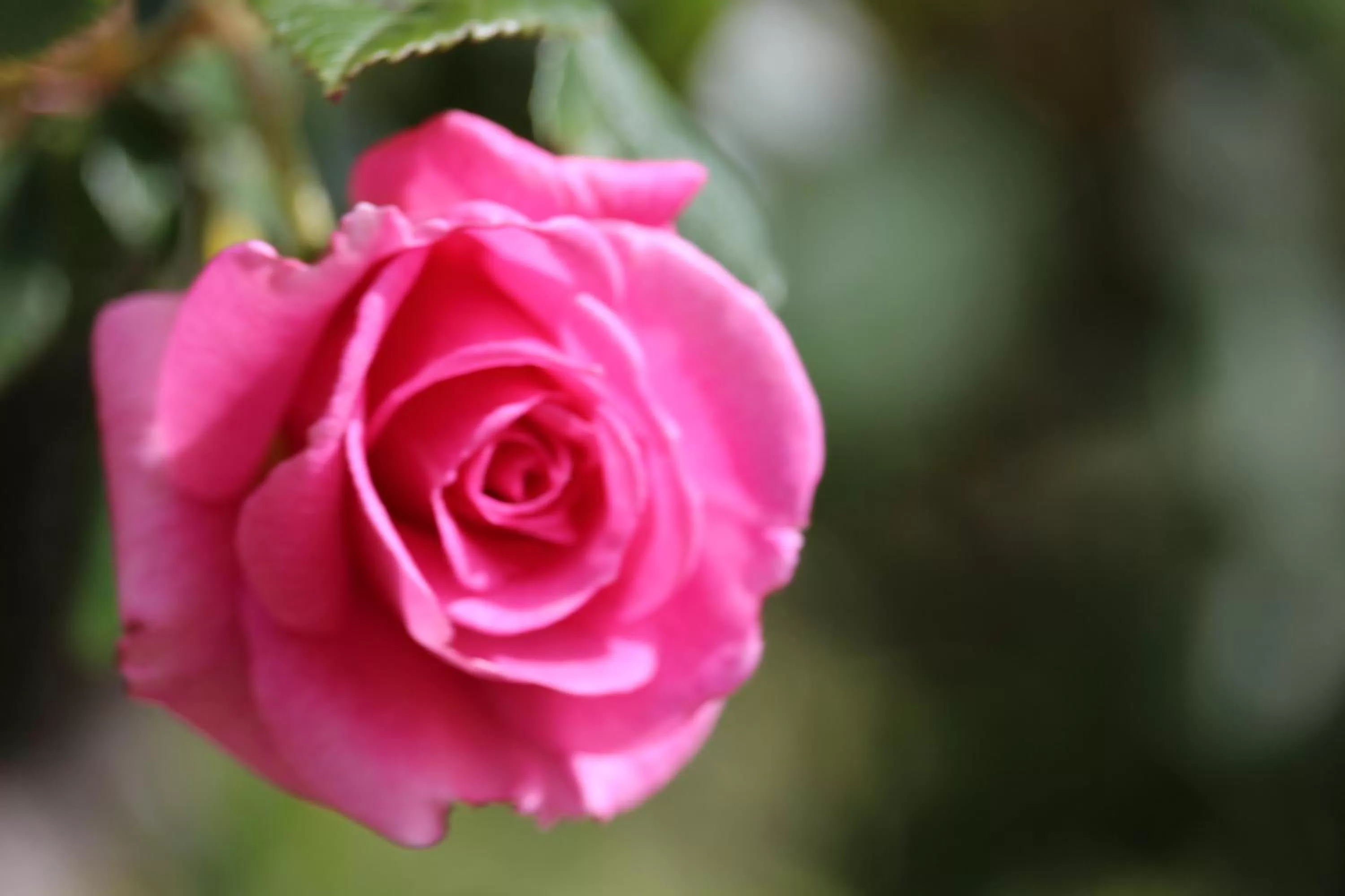 Spring in Barossa House