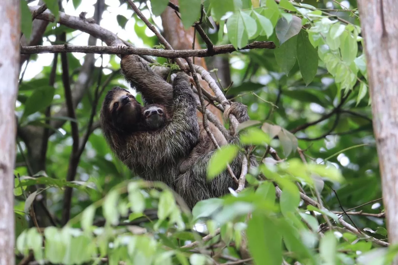 Animals, Other Animals in Bird Island Bungalows
