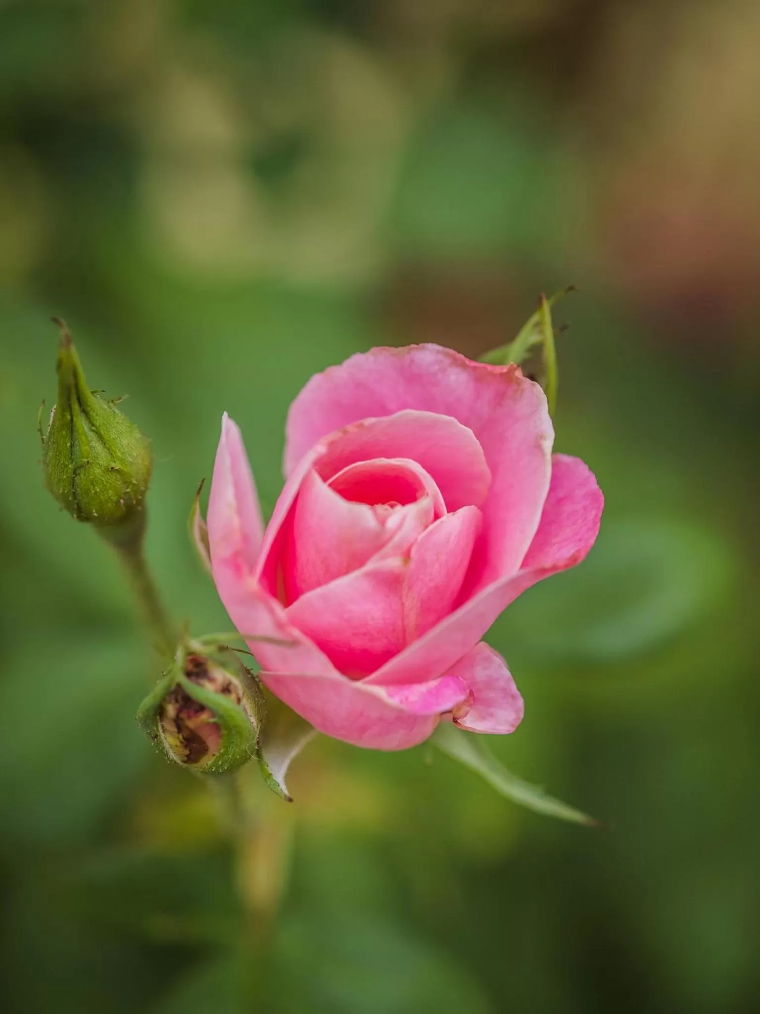 Decorative detail, Other Animals in On the Bay