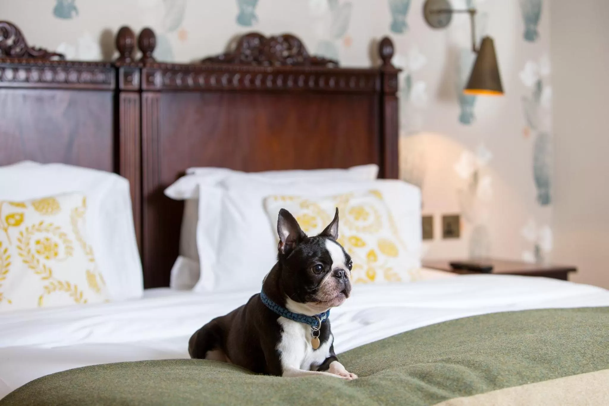 Pets, Bed in Morton Hotel