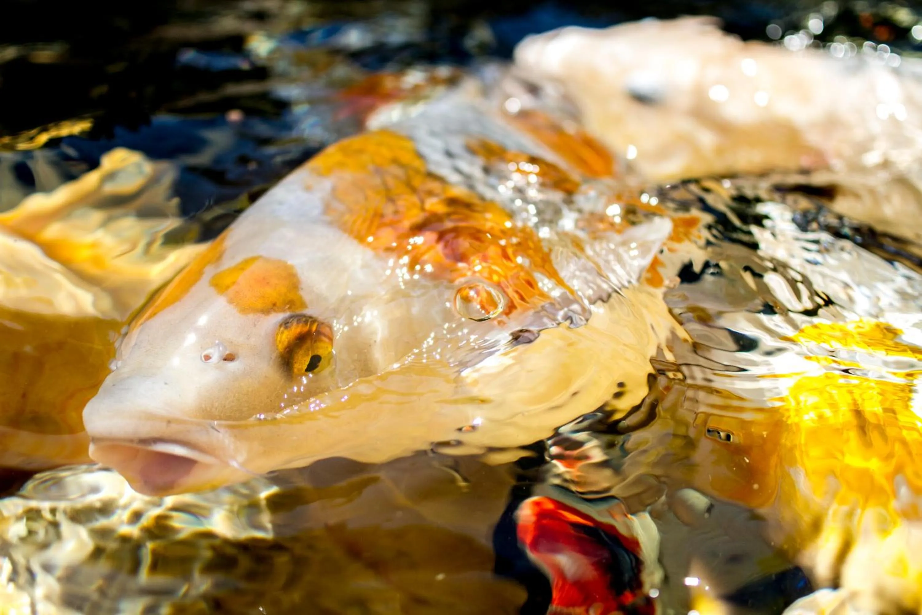 Animals in Zur Weinsteige