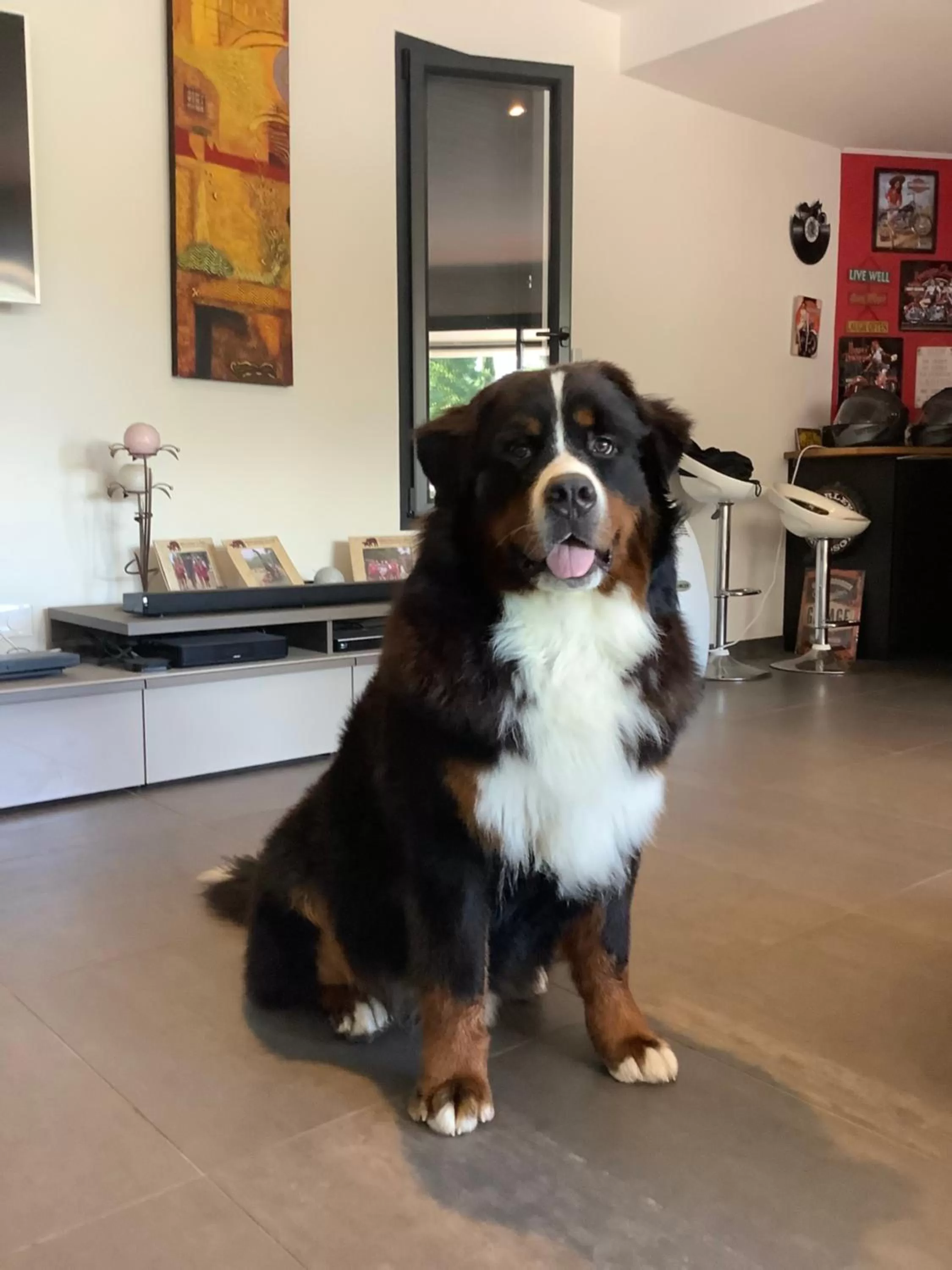 Pets in Dune et Coquelicot