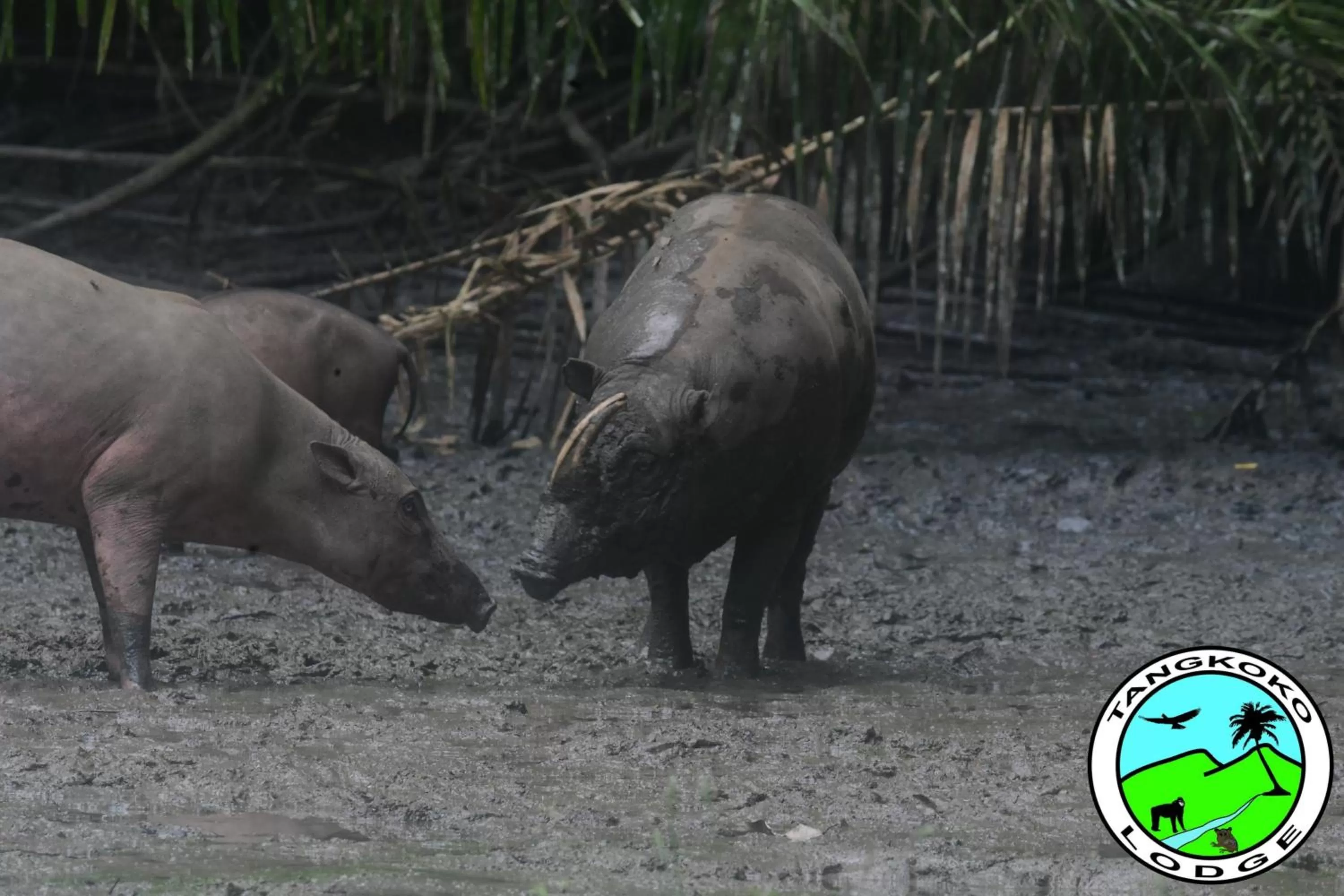 Off site in Tangkoko Lodge