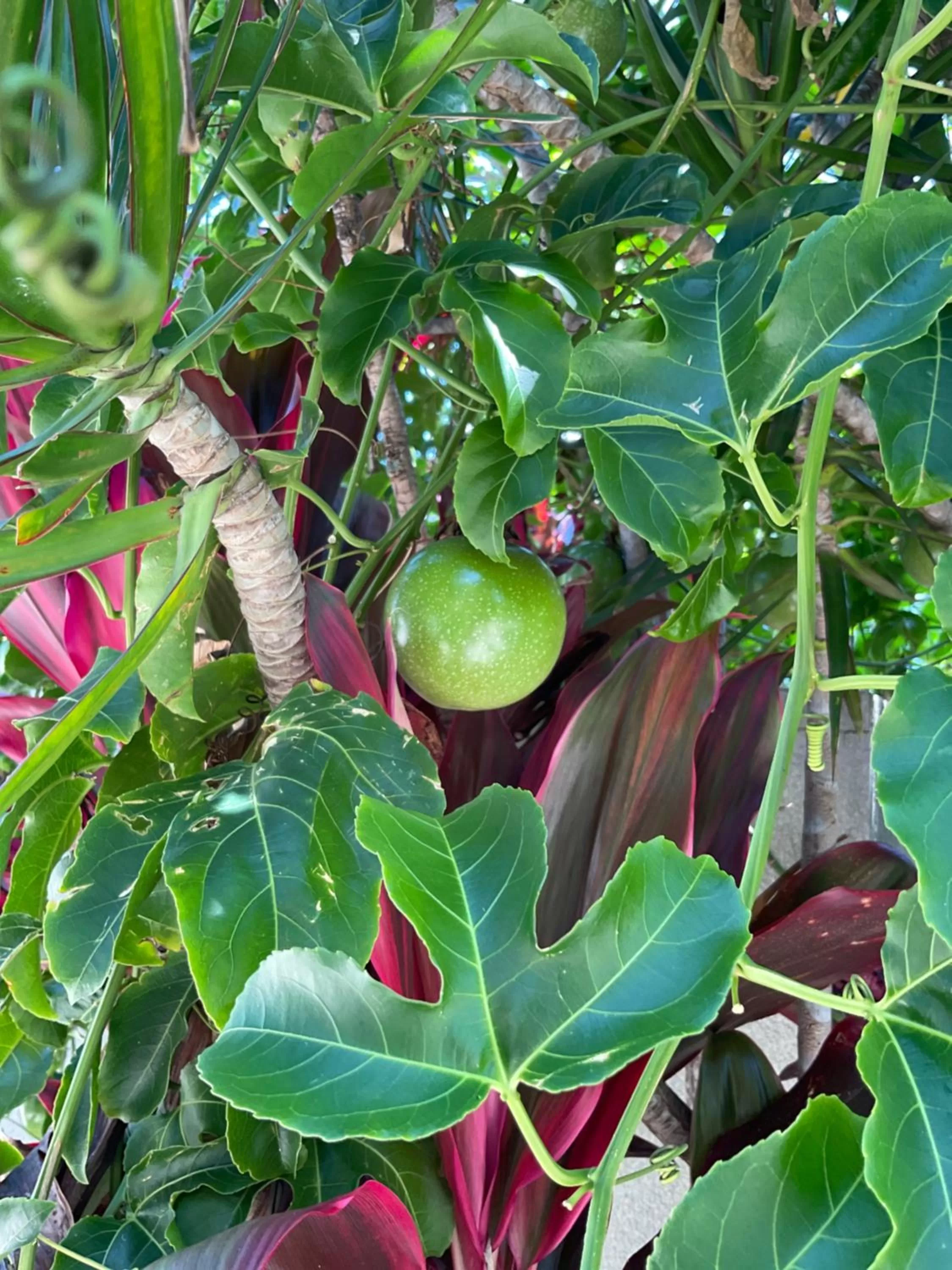Other Animals in Private Suite Nautilus Beach Front Resort