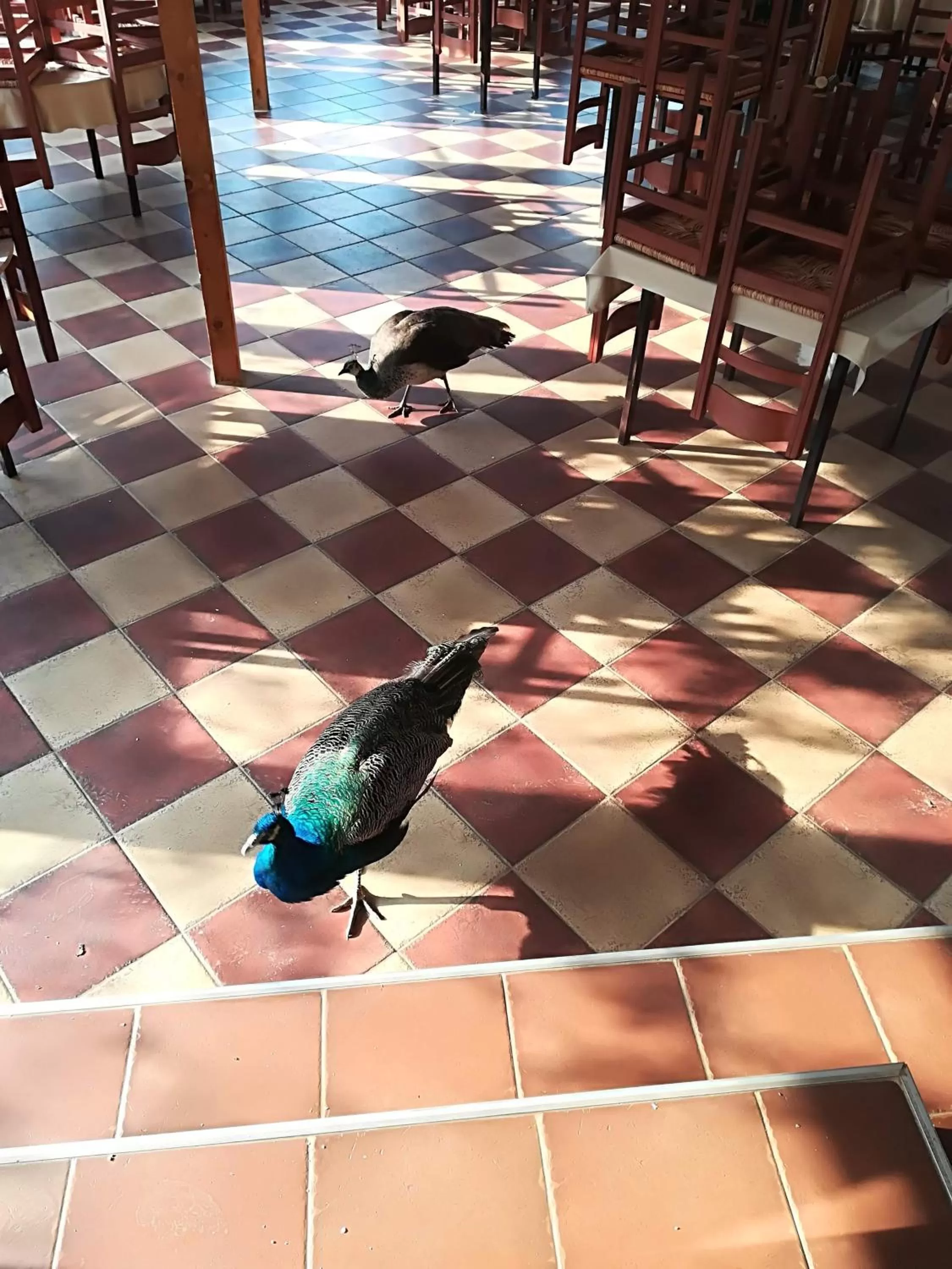 Animals in Etno selo Vile Jefimija, selo Preobrazenje, Vranje