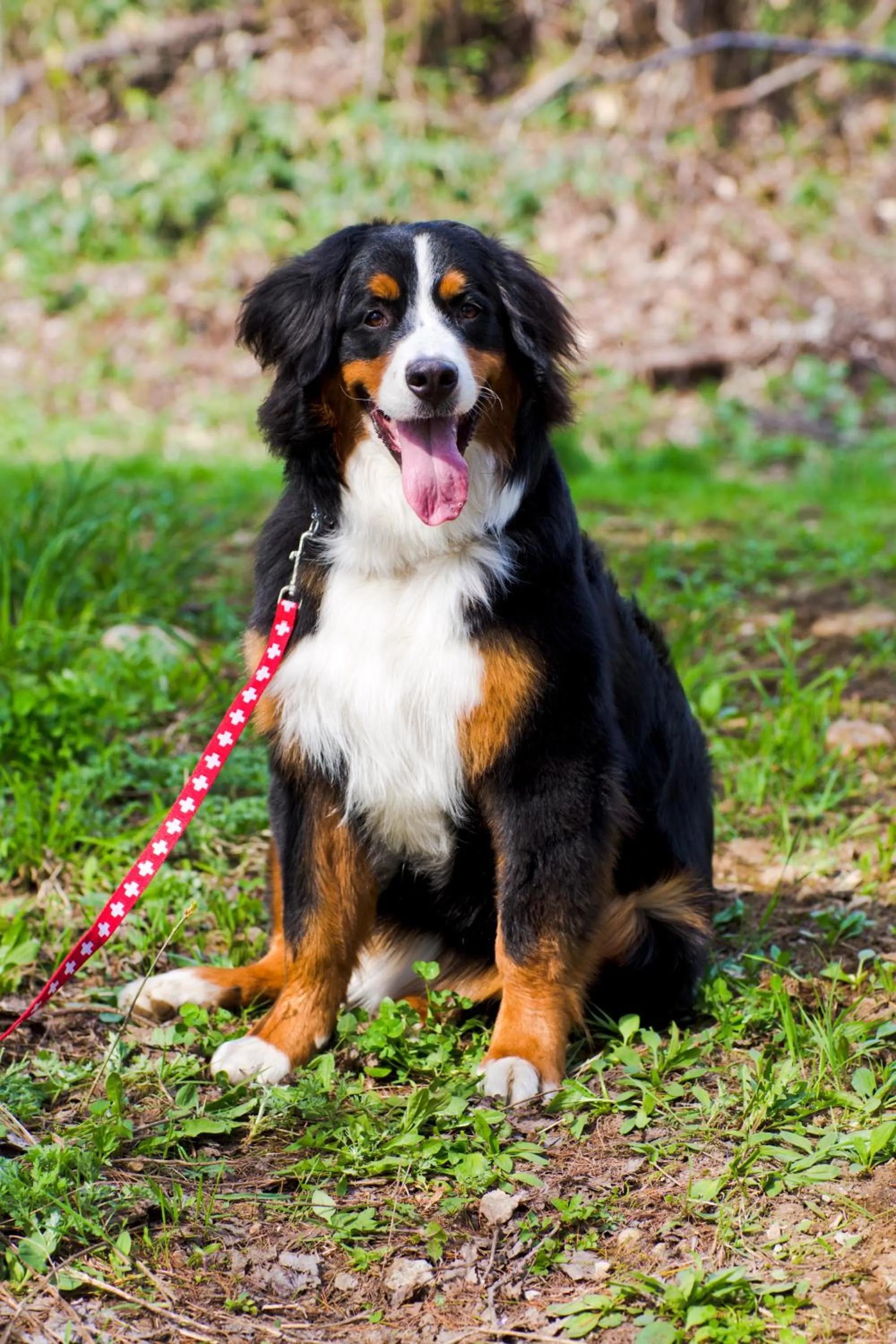 Mogamitakayu Zenshichinoyu Ohira