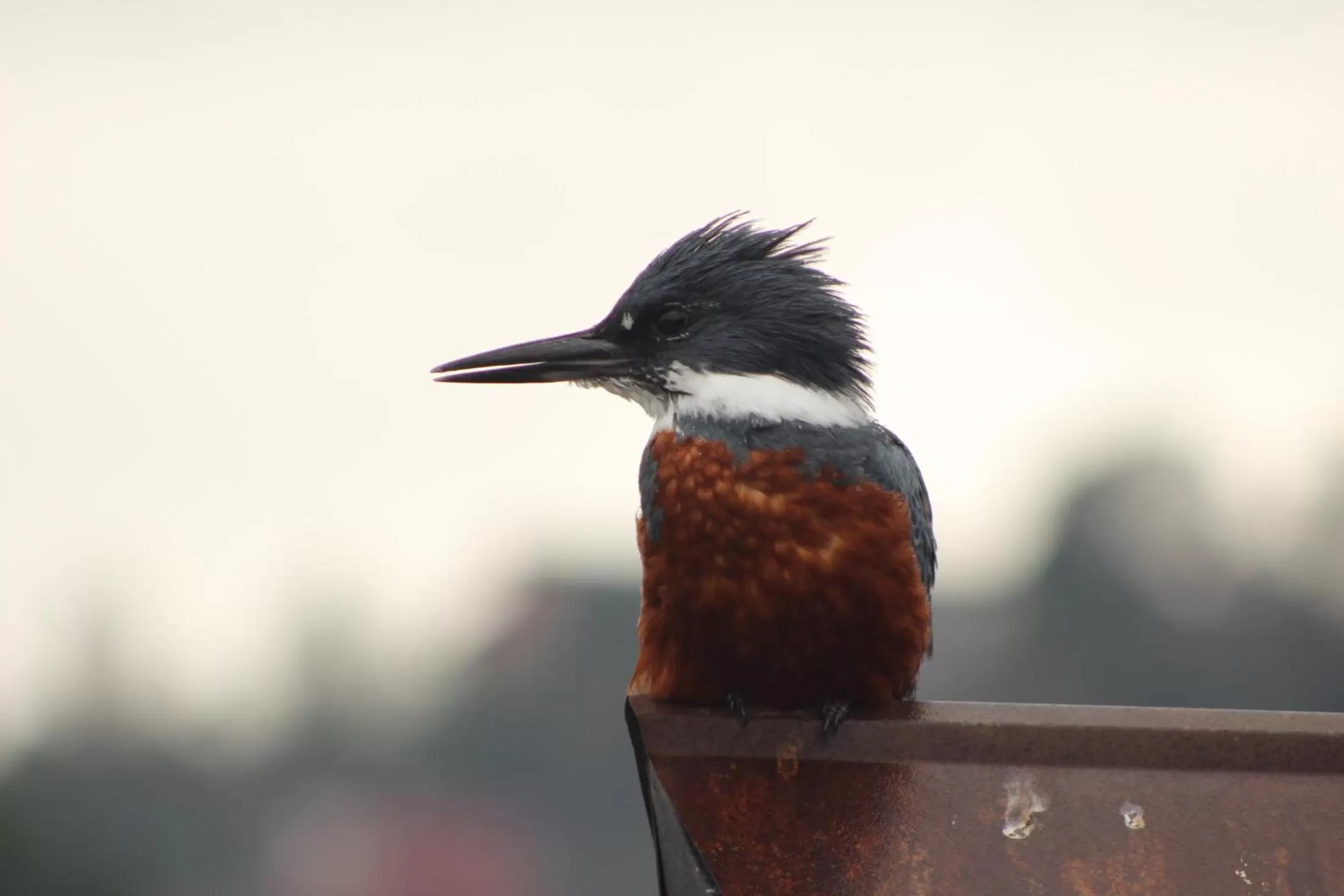 Other, Other Animals in Palafito 1326 Hotel Boutique Chiloé