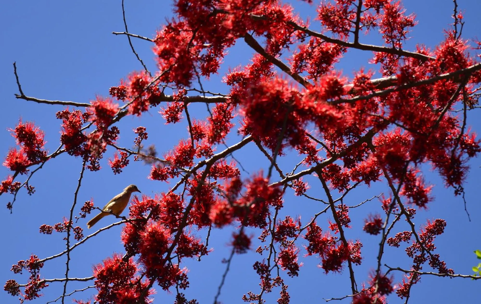 Animals in Baan Nam Ping Riverside Homestay