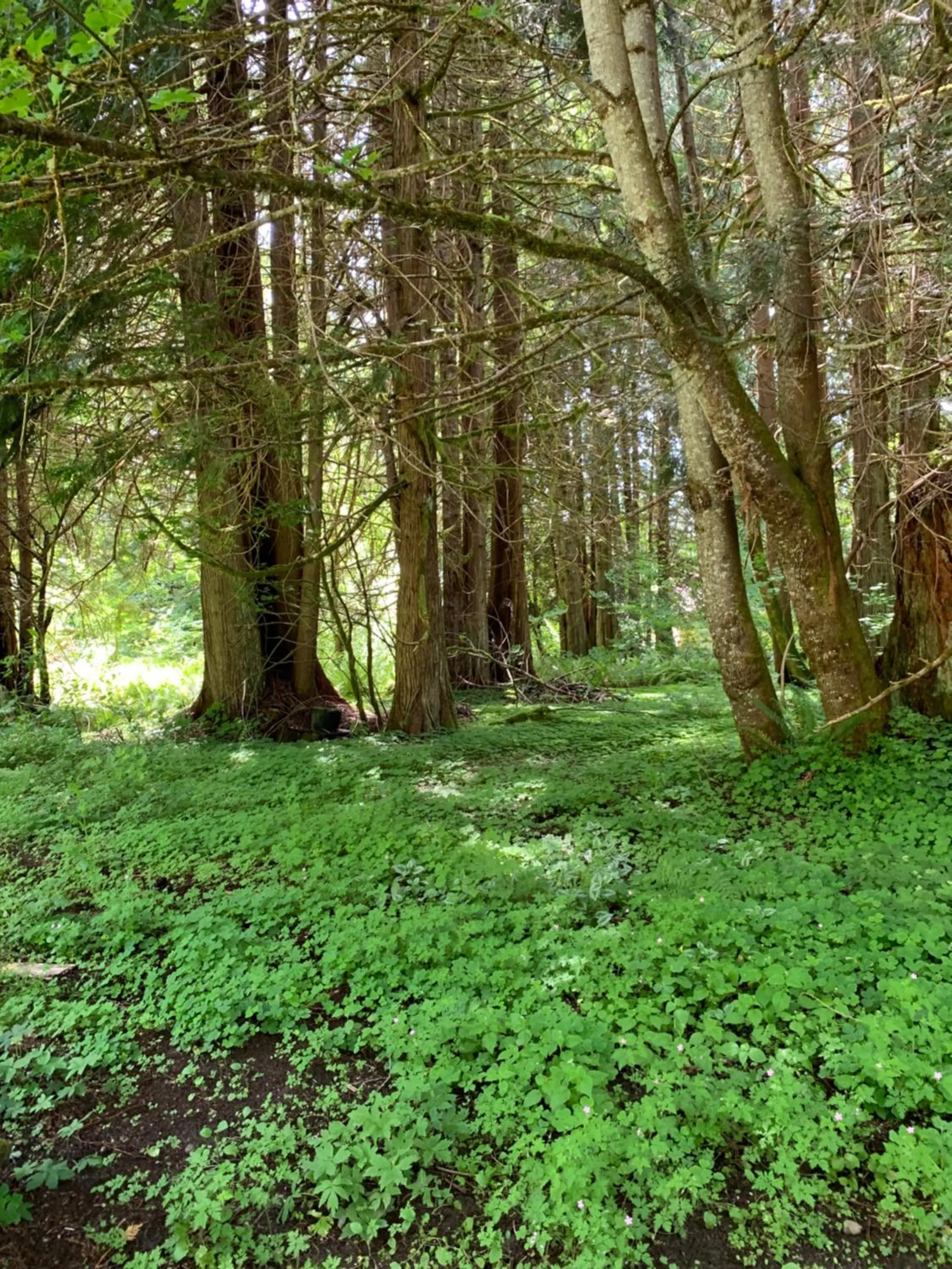 View (from property/room) in Mountain Meadows Inn & Chalet Suites