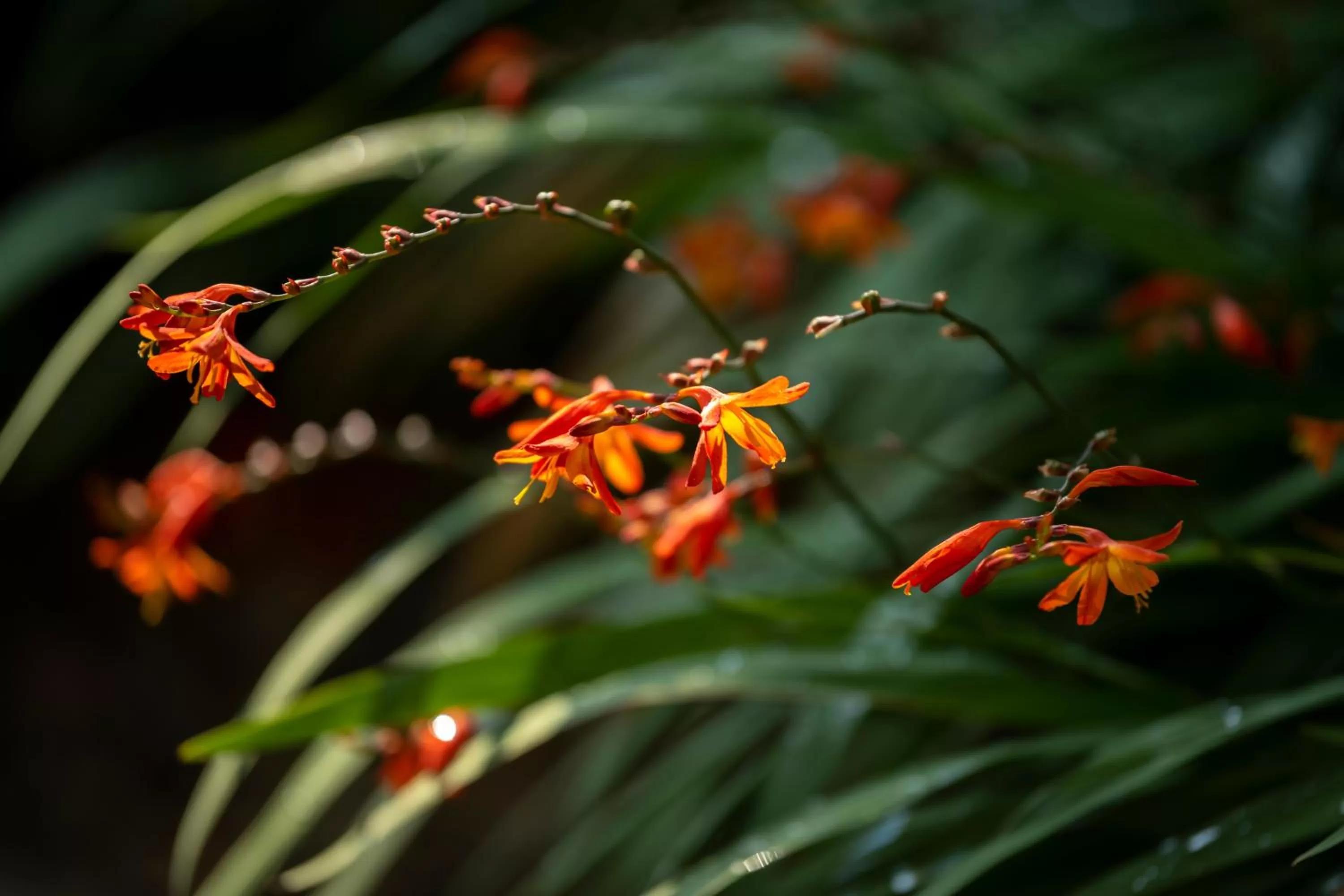 Garden in Köhlers Forsthaus Wellness & Genuss Hotel