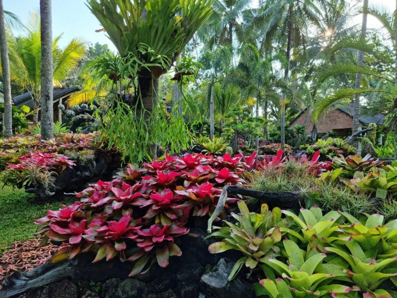 Garden in Coco Palm Beach Resort