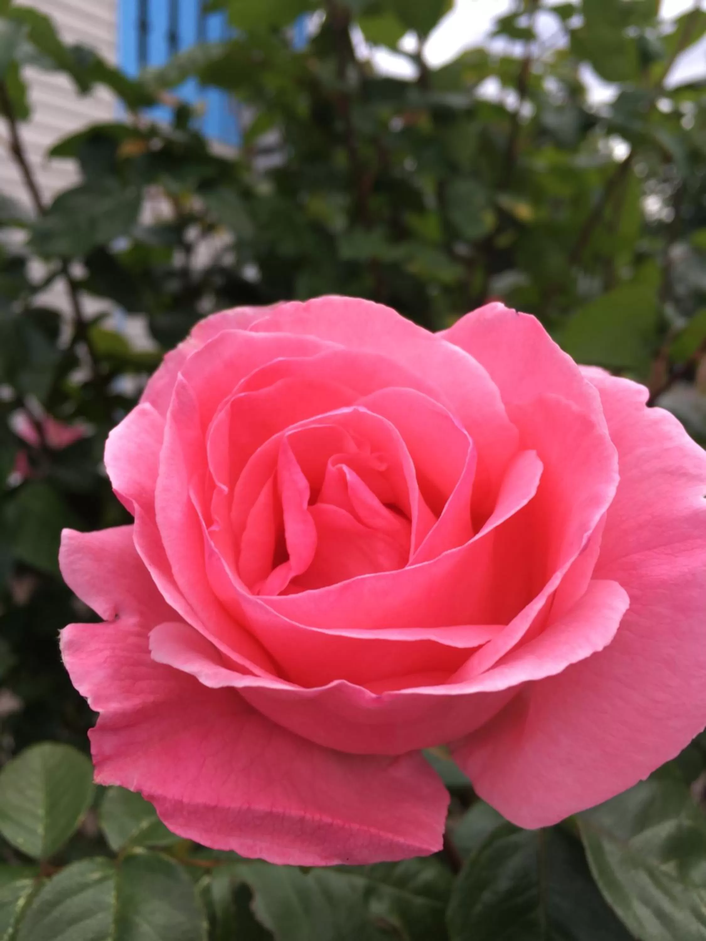 Day in Fuller Lake Chemainus Motel