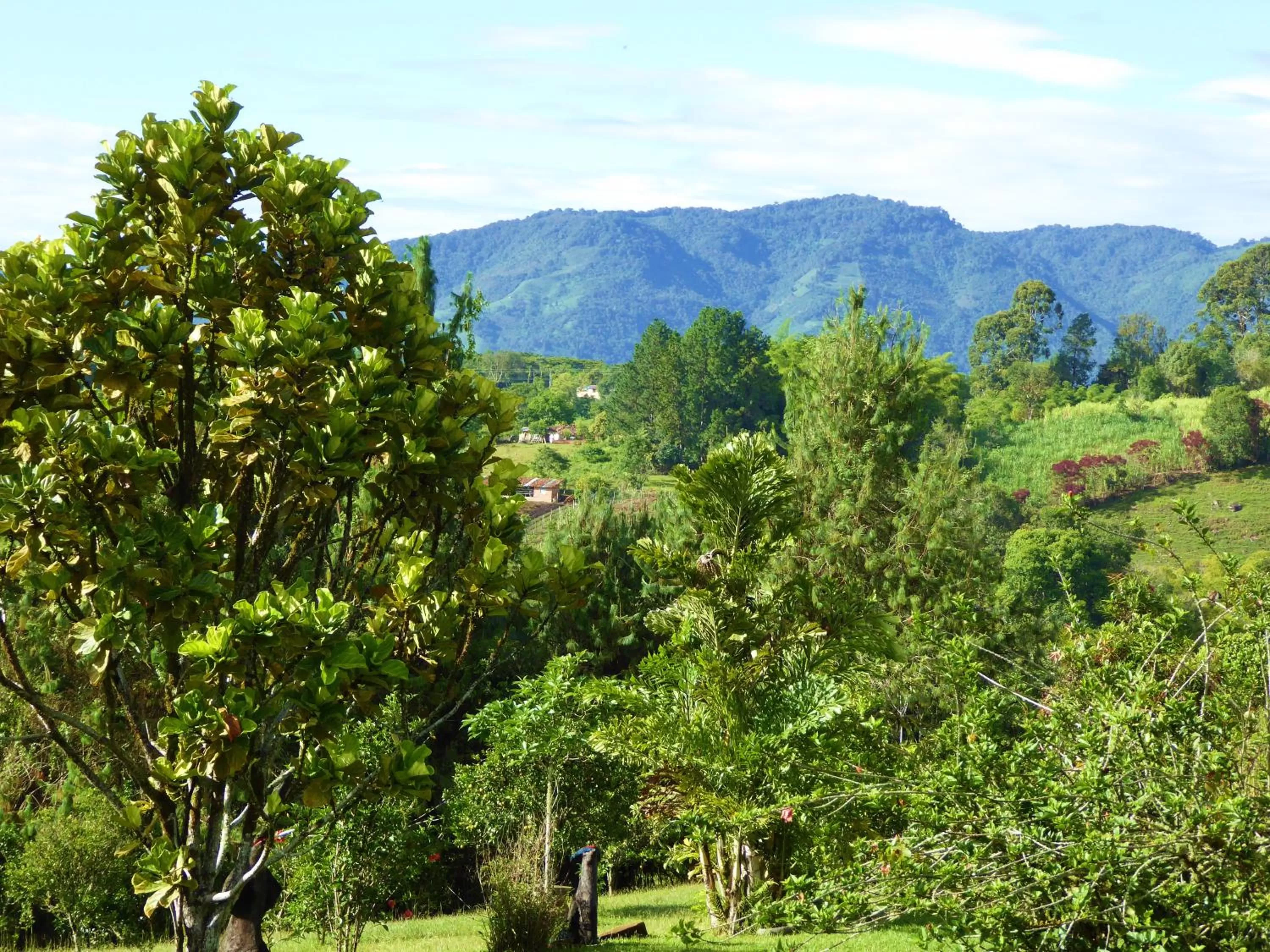 Garden, Mountain View in Finca El Cielo