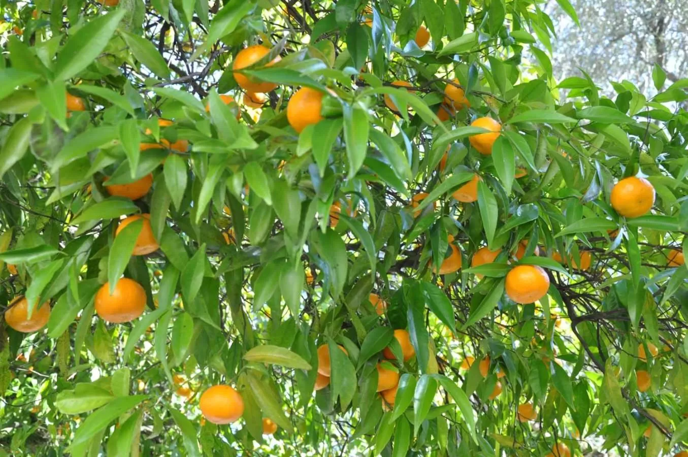Garden view in Hotel Rural de Charme Maria da Fonte