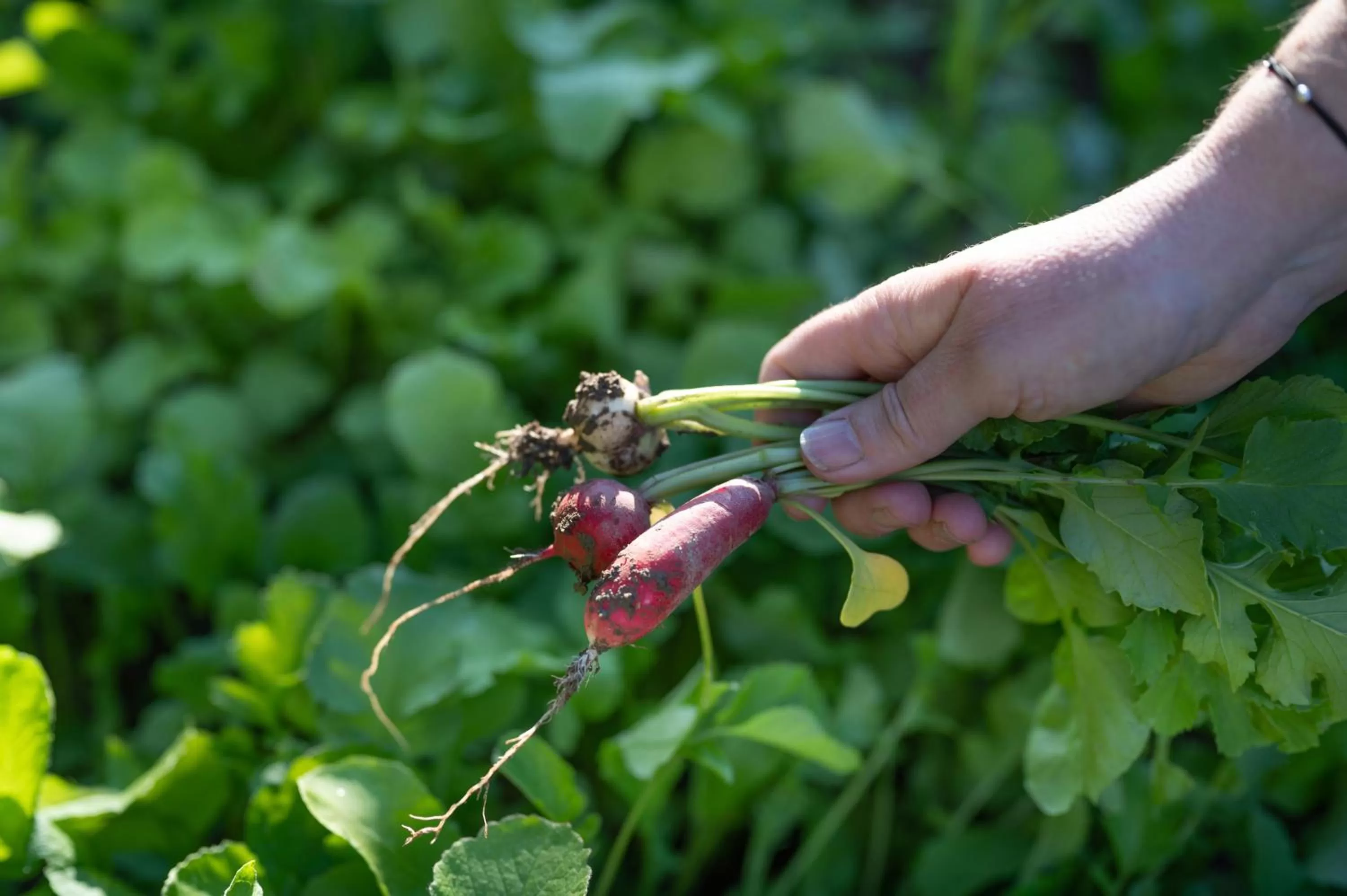 Garden in les Myrrhophores et Spa, Chambres d'Hôtes et Gîtes de charme