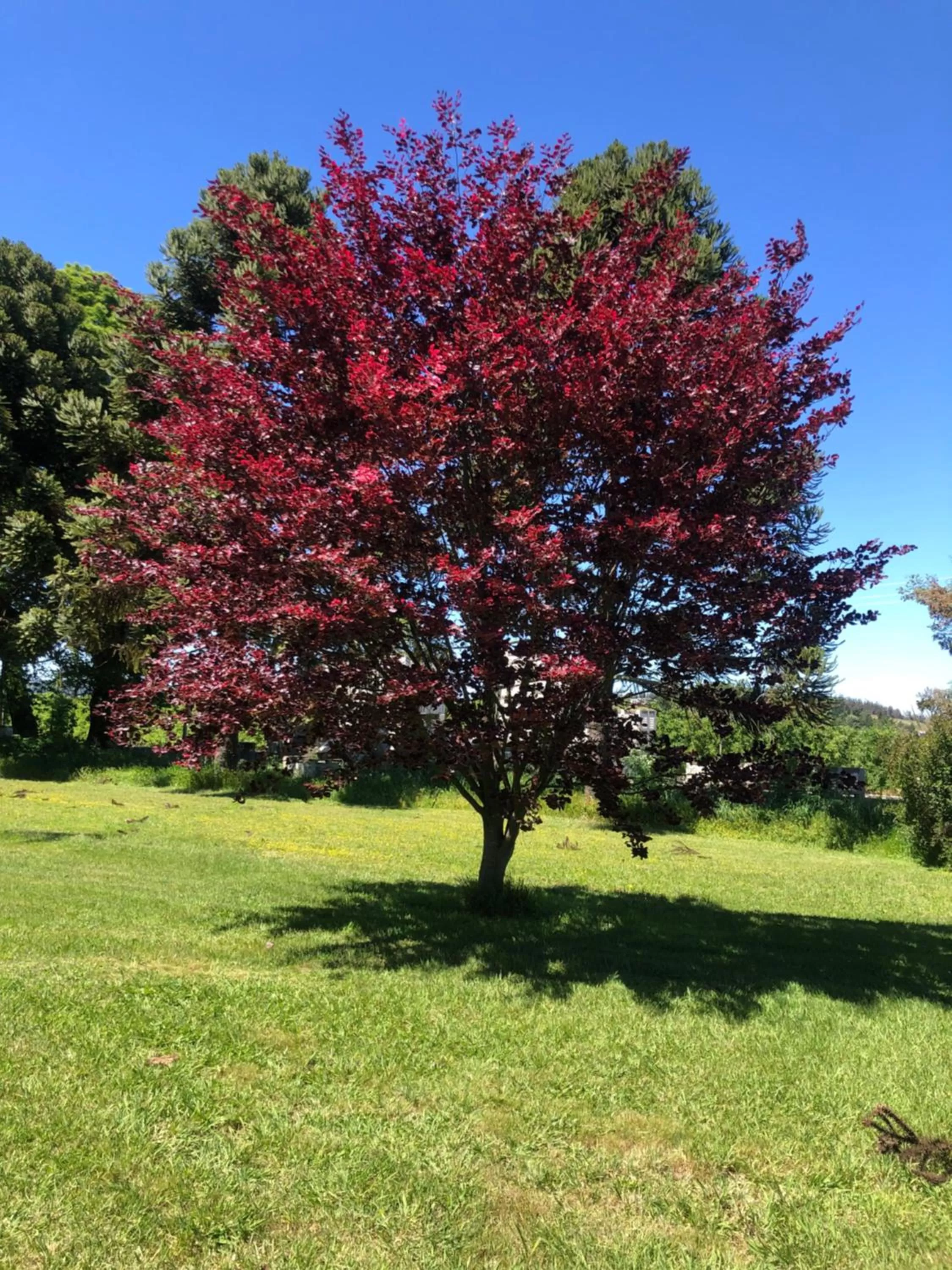 Family Orchard Bed & Breakfast