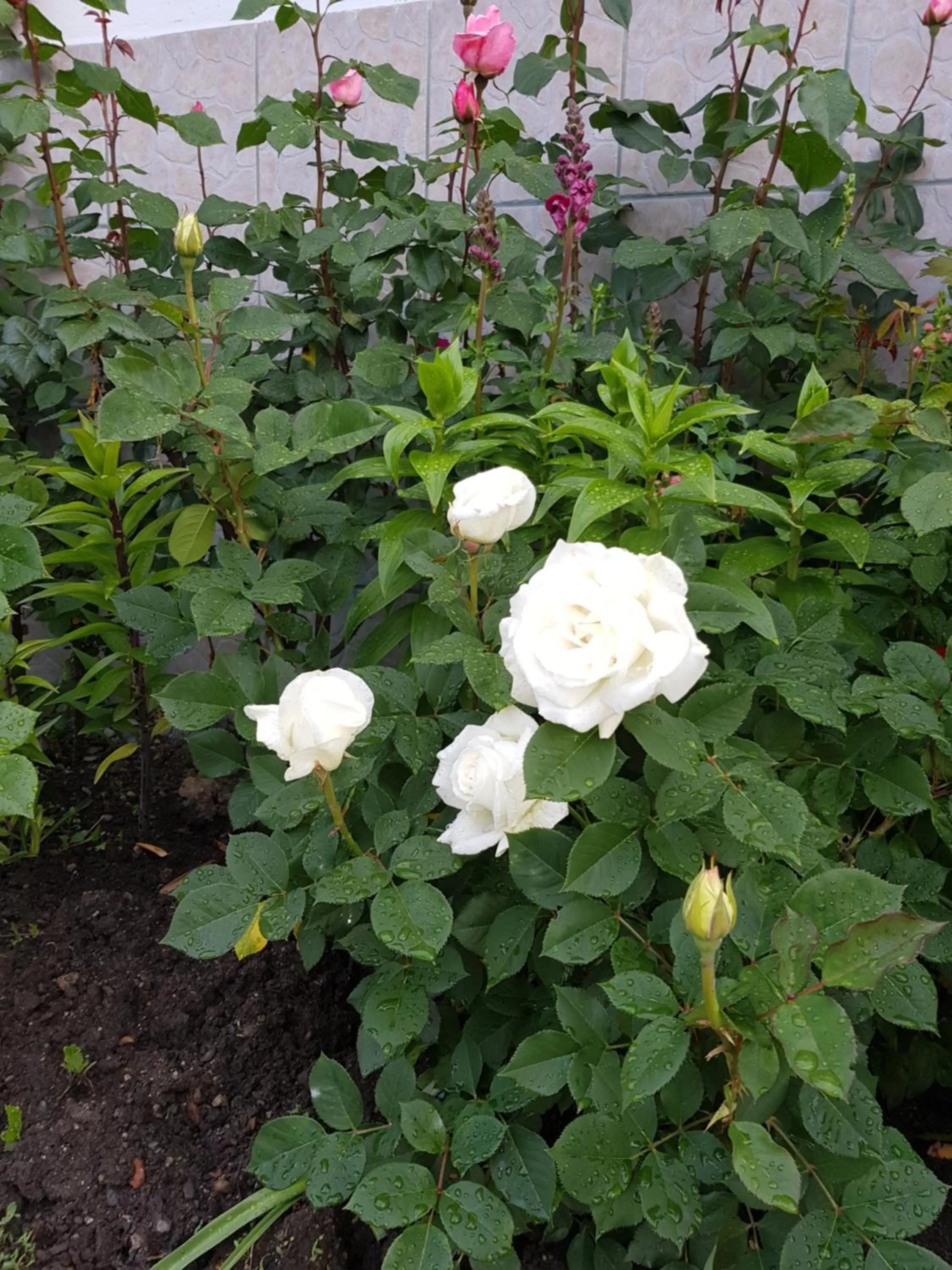 Garni-Hotel Mühletal