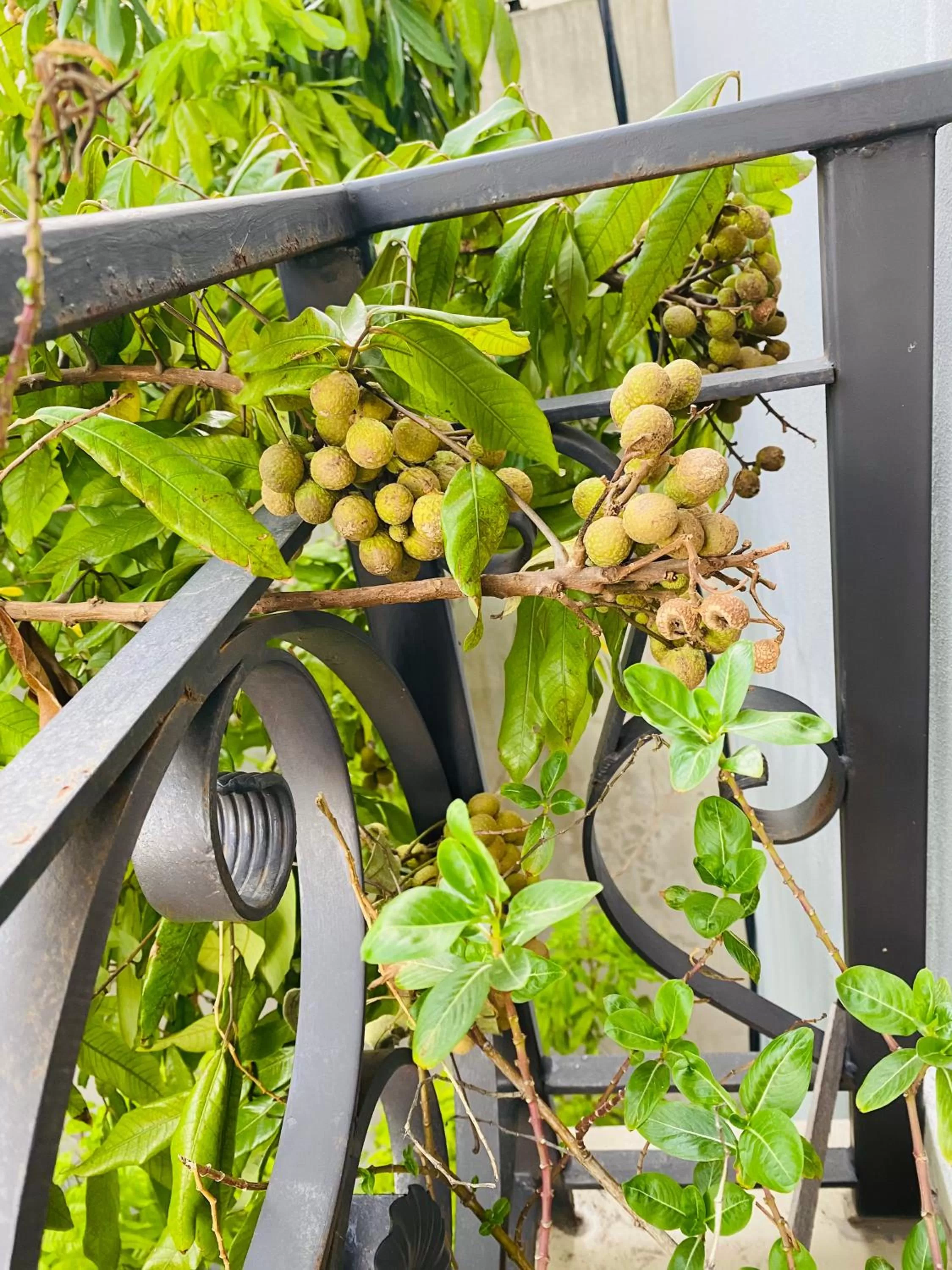 Garden in O Zoli Home