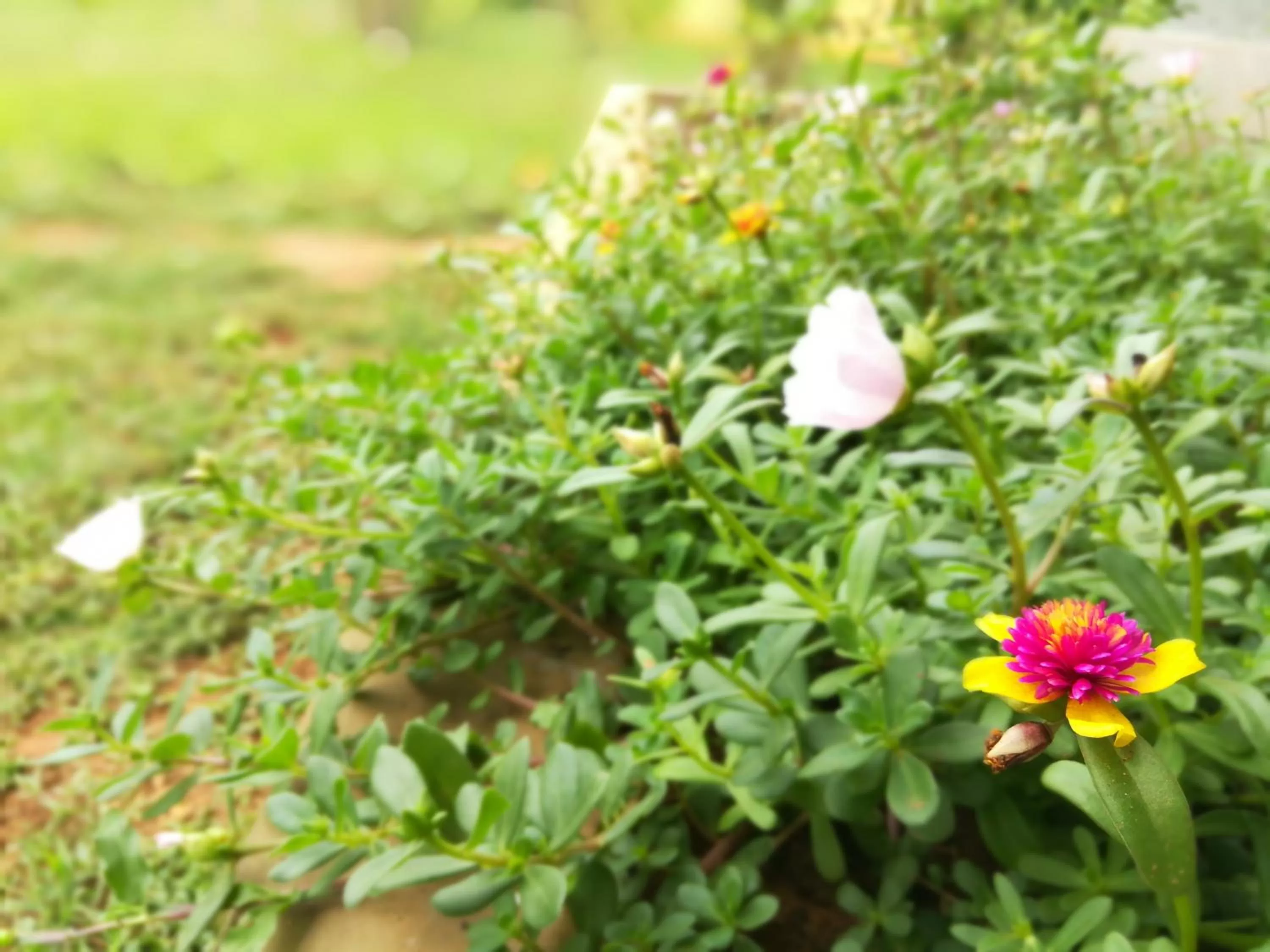 Garden, Other Animals in Lake Bliss