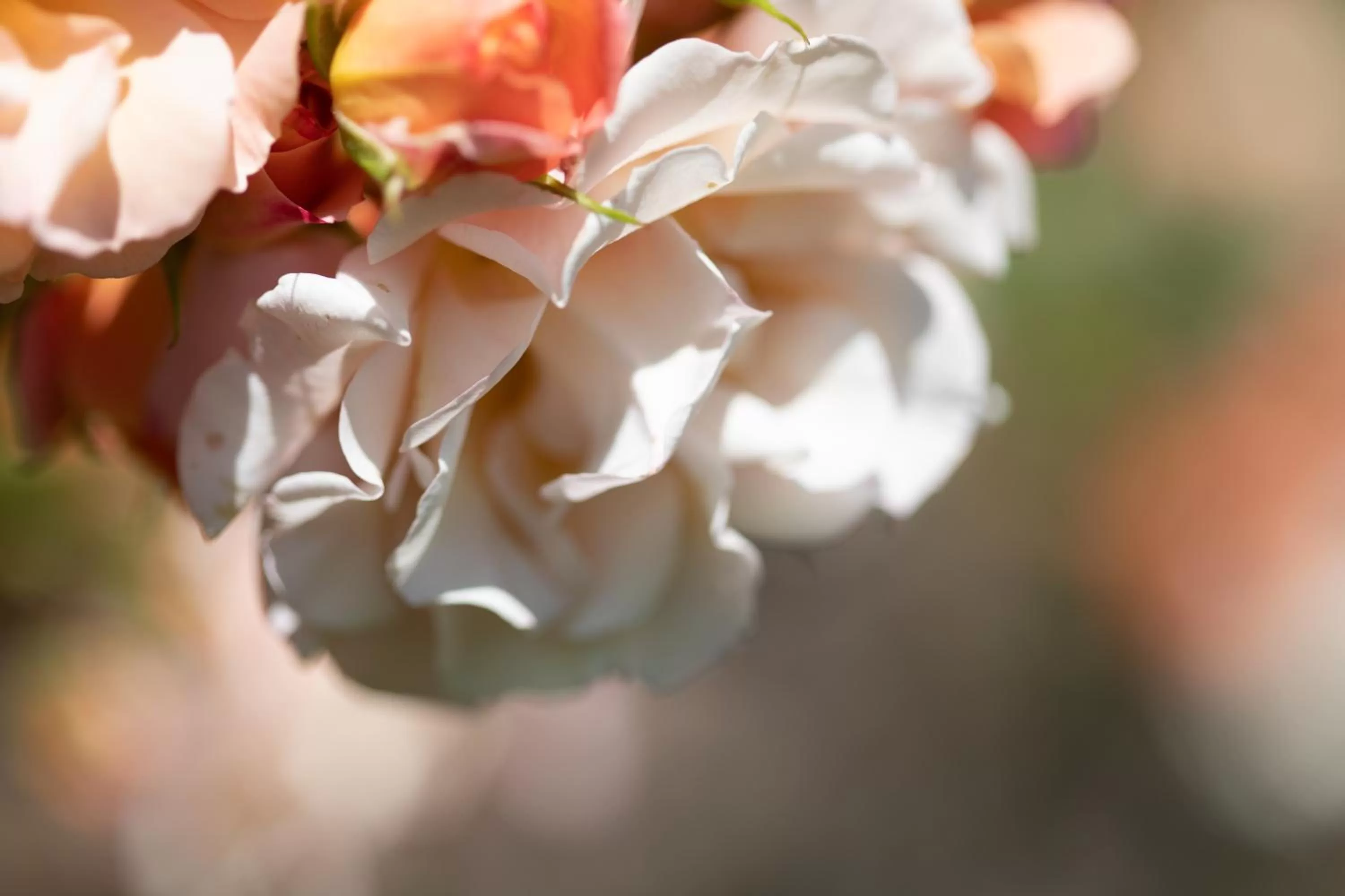 Garden in Residence Margreth