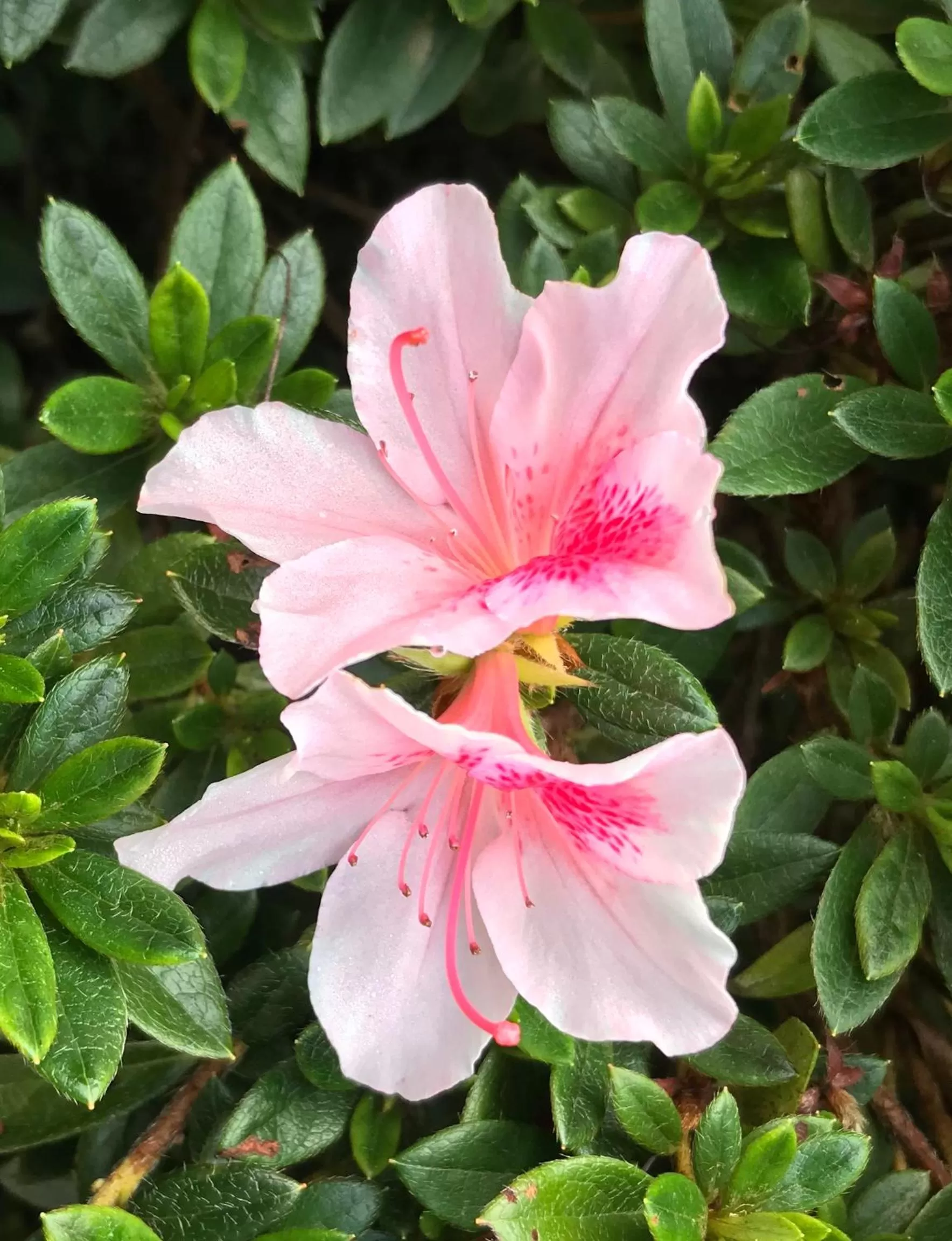 Hillside Bed and Breakfast