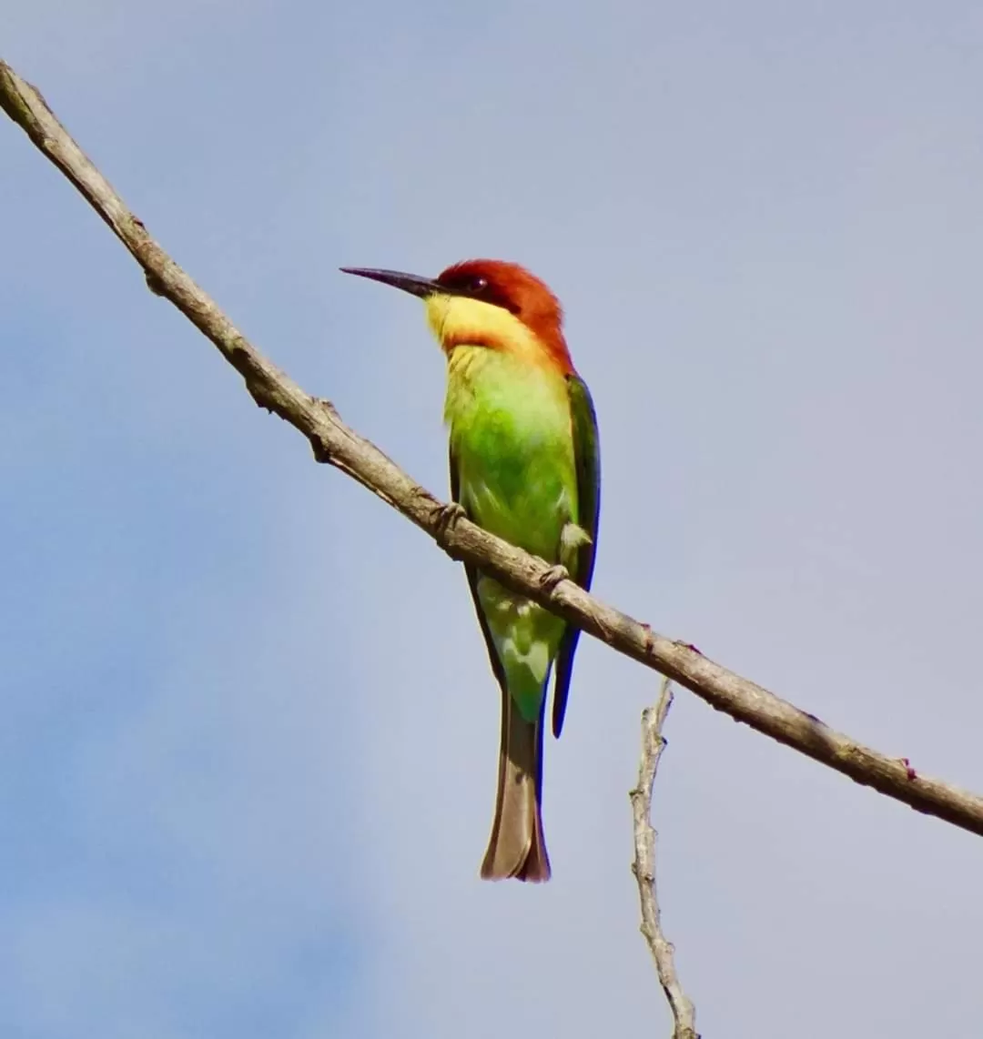 Other Animals in Felicity Inn