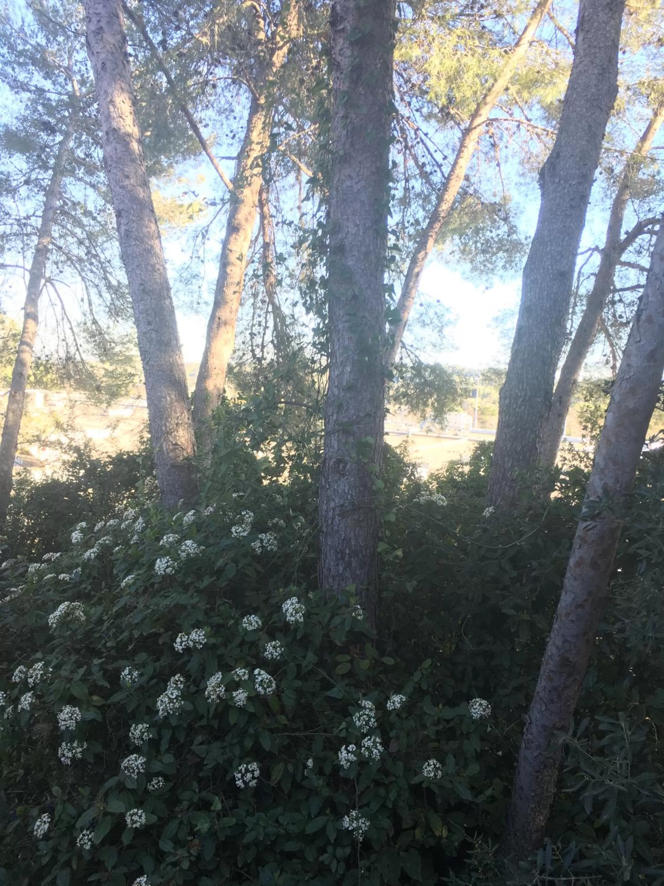 Natural landscape in Kyriad Montpellier Nord Parc Euromédecine