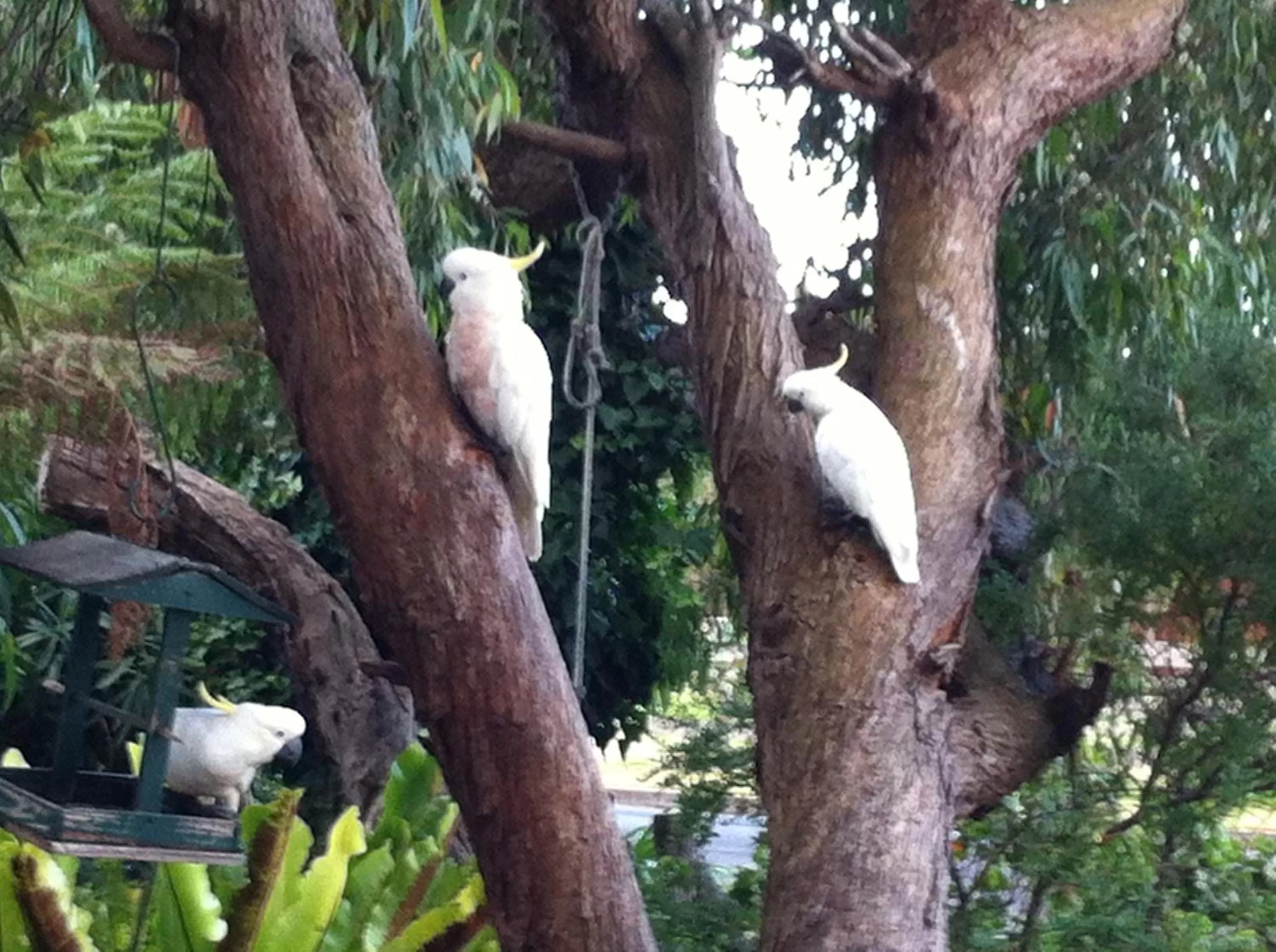 Animals, Other Animals in Sea Salt Bnb