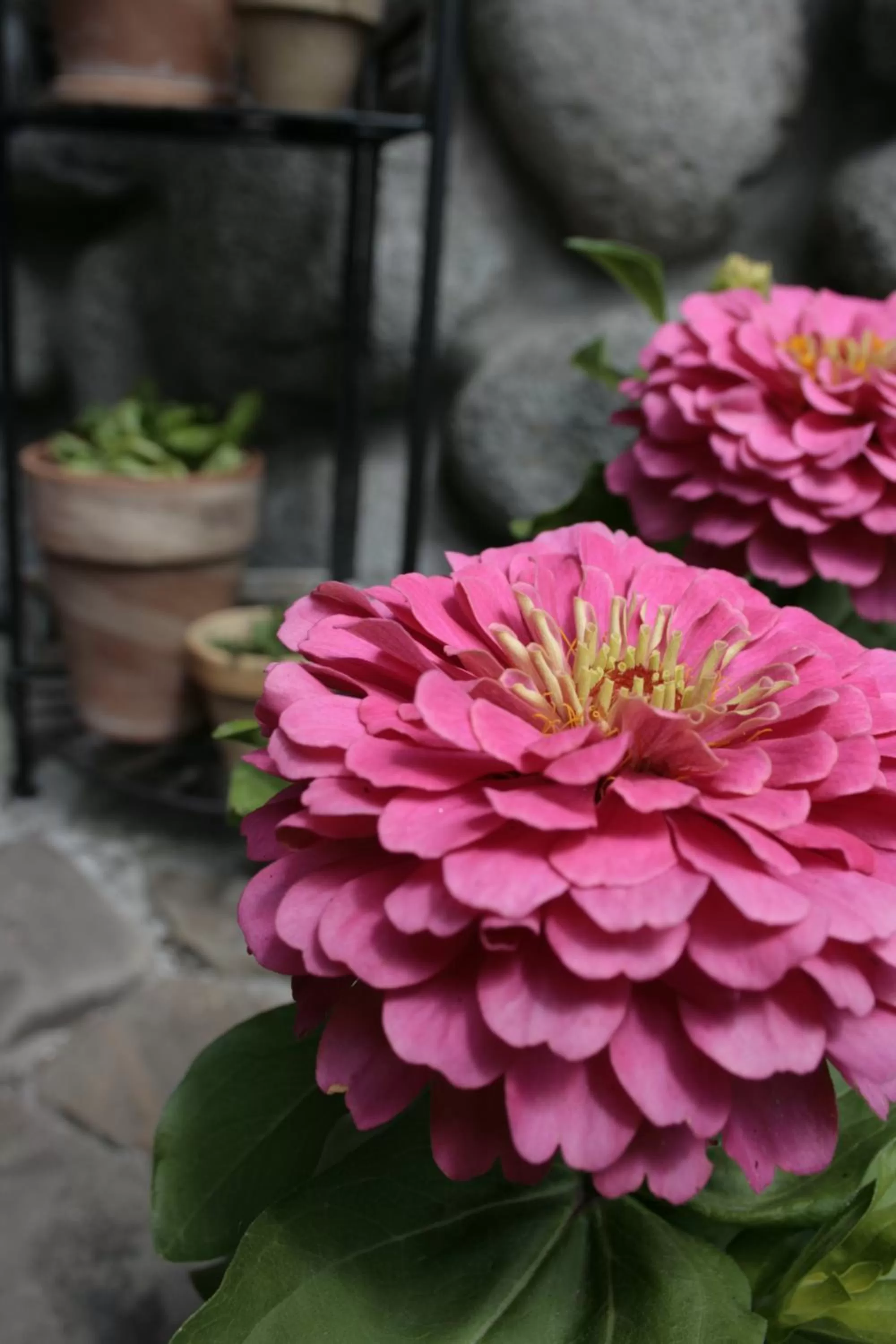 Decorative detail in Gościniec i Herbaciarnia Pod Złotą Łyżwą