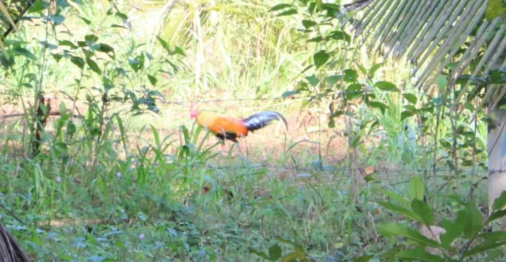 Other Animals in Green Cottage