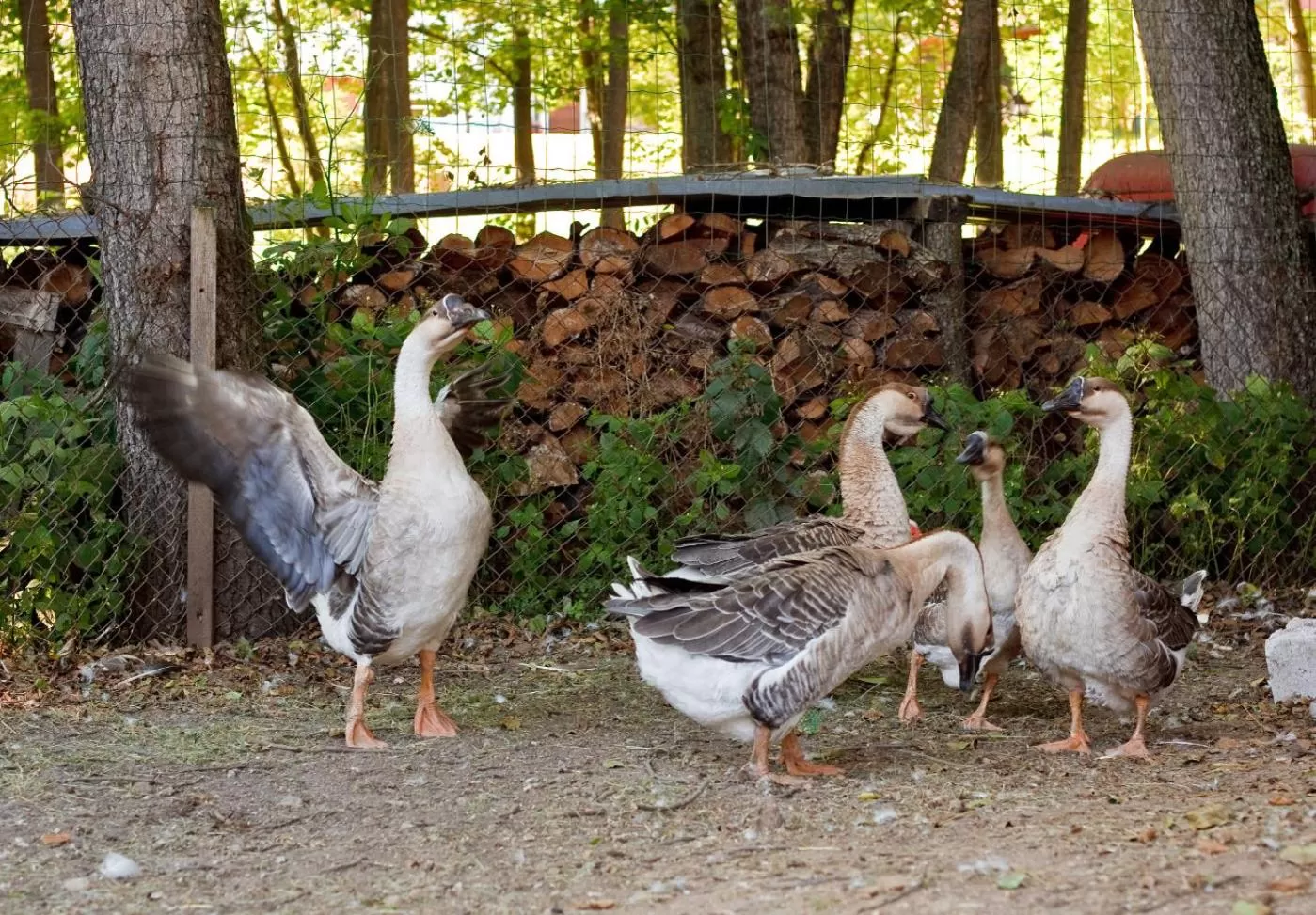 Animals, Other Animals in Ziołowa Dolina